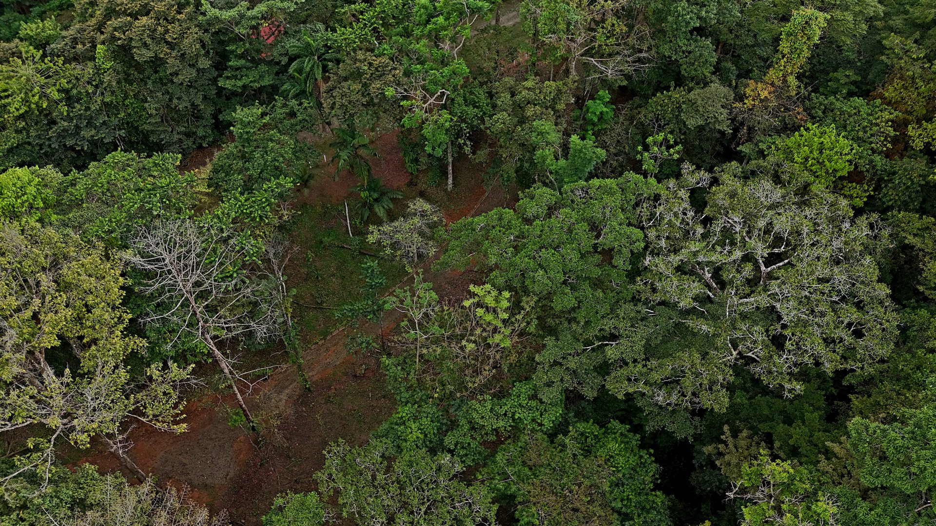  3.75-Acre Jungle Lot with Creek in Ventanas de Osa, Puntarenas