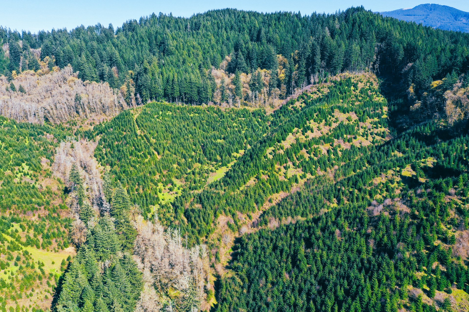 Coyote Creek Forest