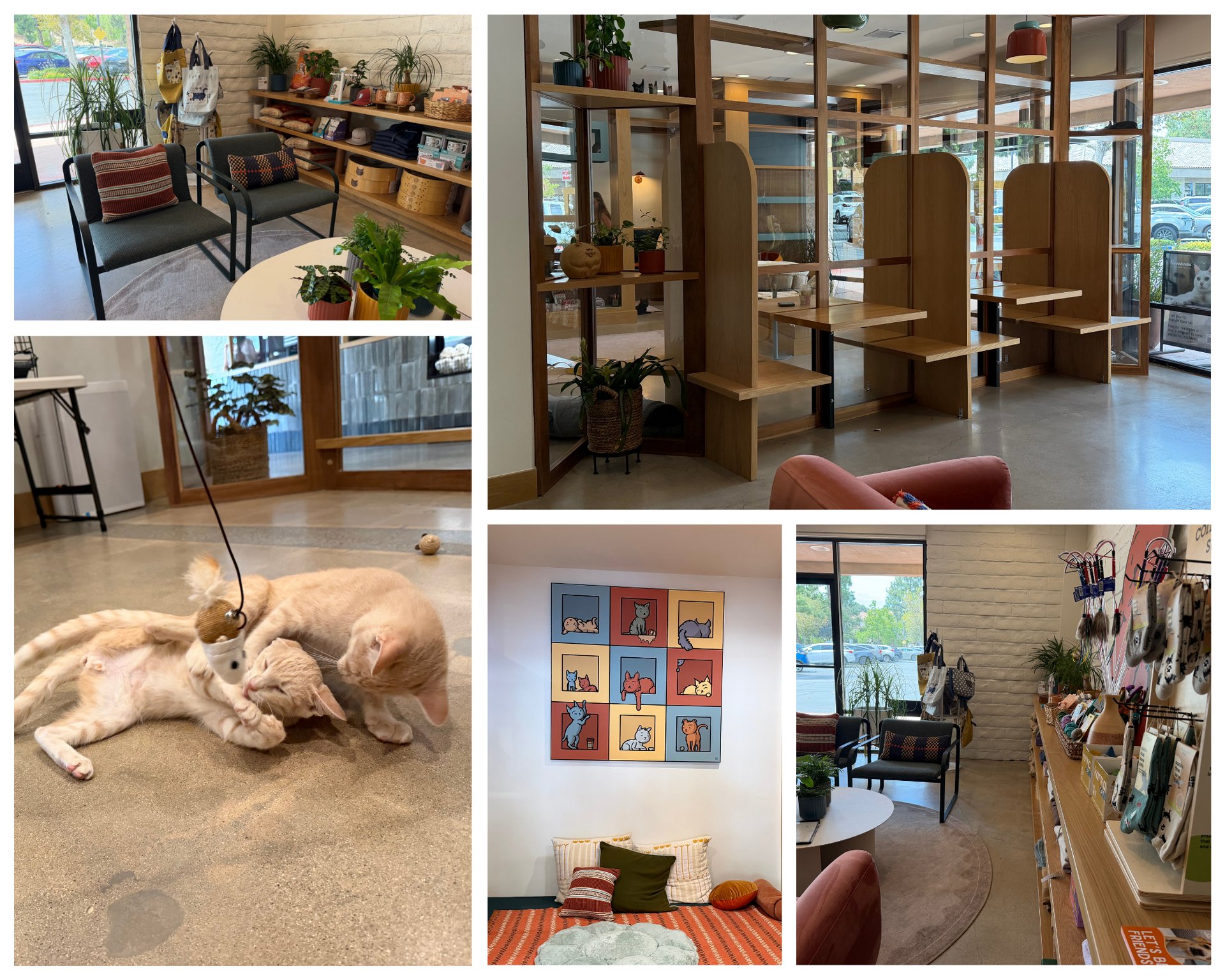 Cat lounge collage with two ginger cats playing and cozy café seating, wooden booths, and cat-themed decor.