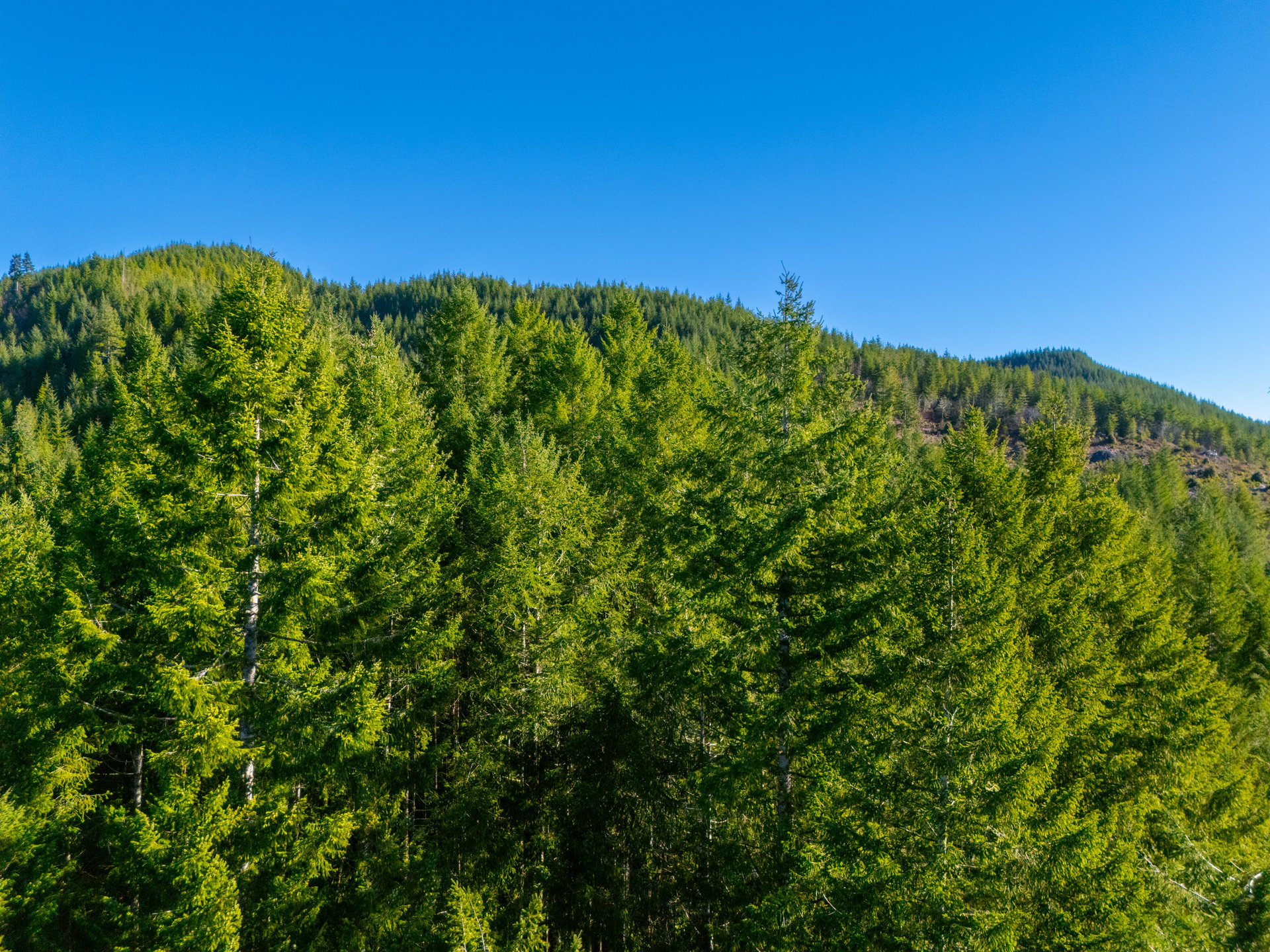 RICHARDSON TIMBER
