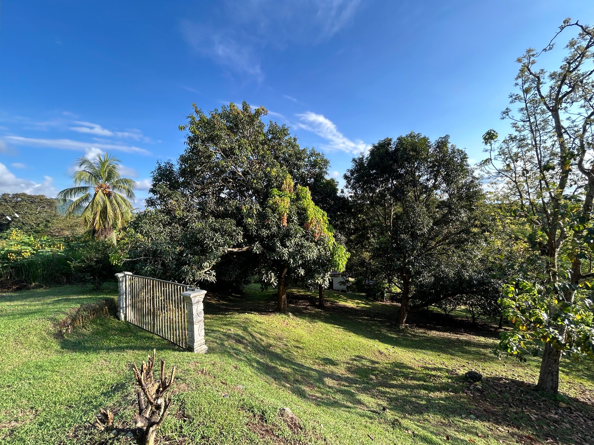 Commercial & Residential Property in Punta Mala with Producing Fruit Trees