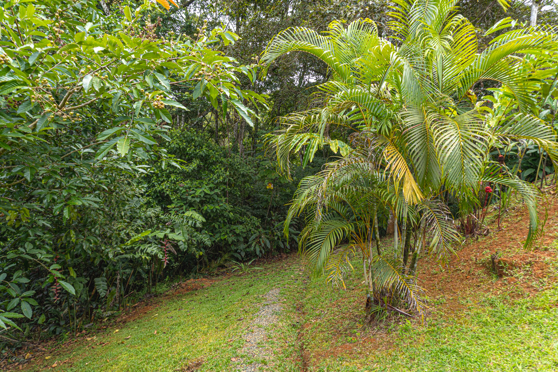 Serene Costa Rican Jungle Retreat with Waterfalls & Wildlife