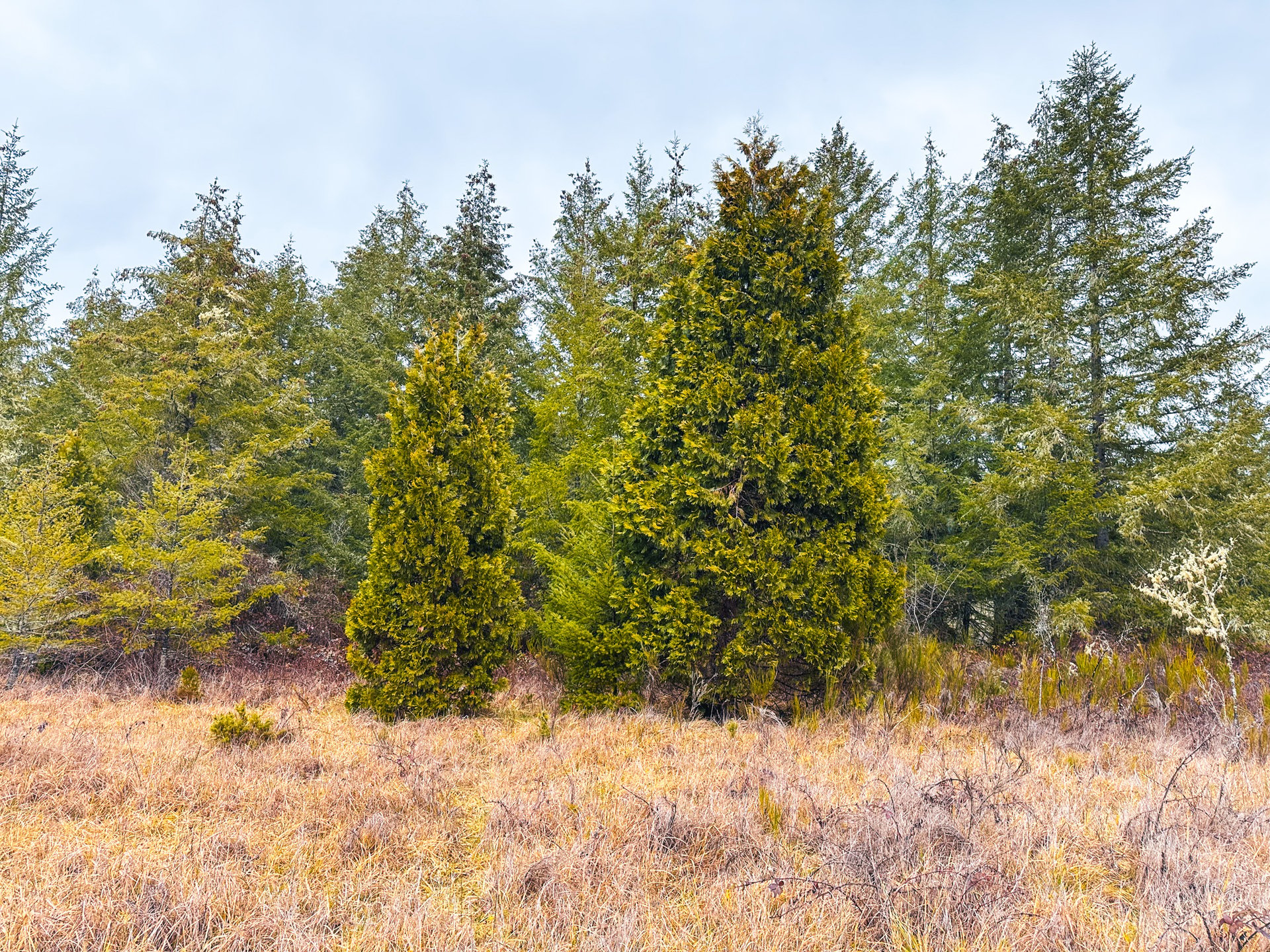 Coast Fork Woodland Meadows