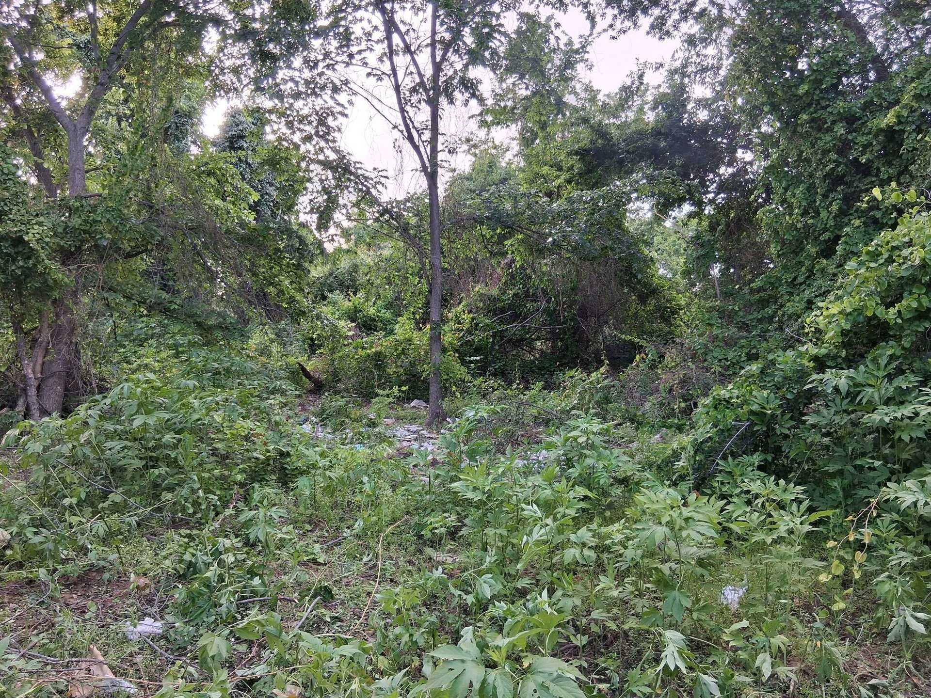 1247 County Road 4590