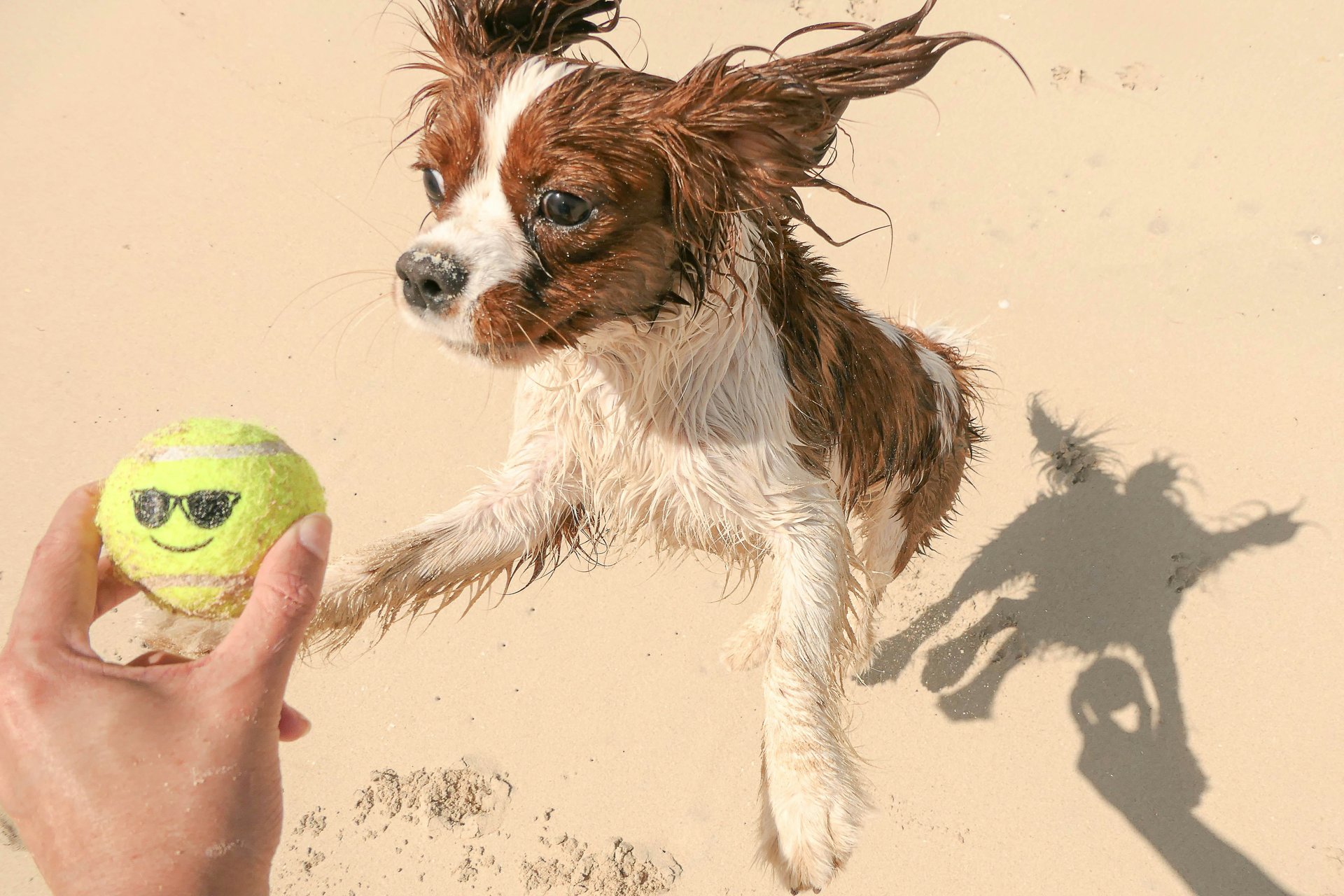 The 10 Most Dog-Friendly Neighborhoods in Los Angeles