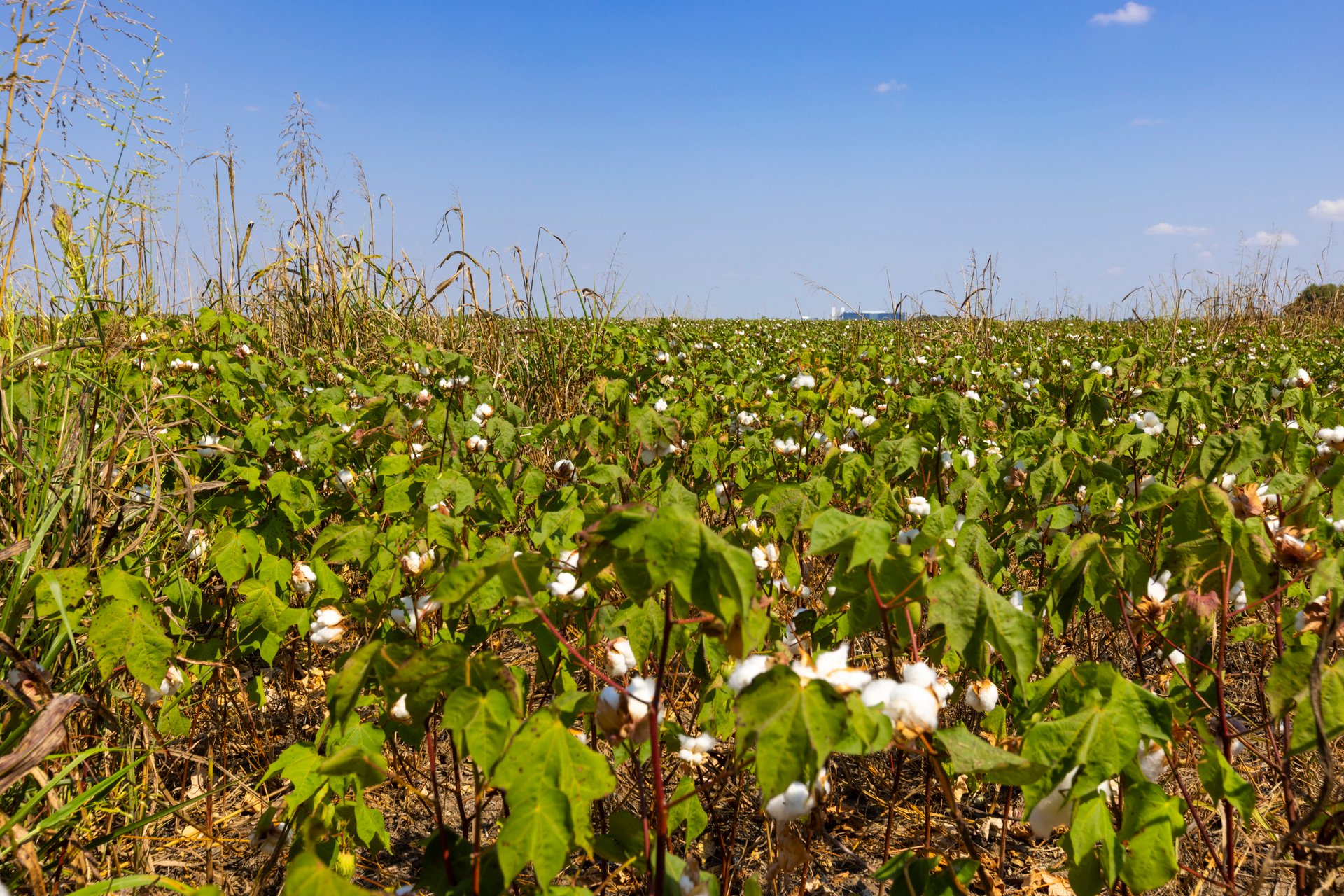 272 Acres at FM 1660 & FM 973, Just South of Samsung - Taylor, TX