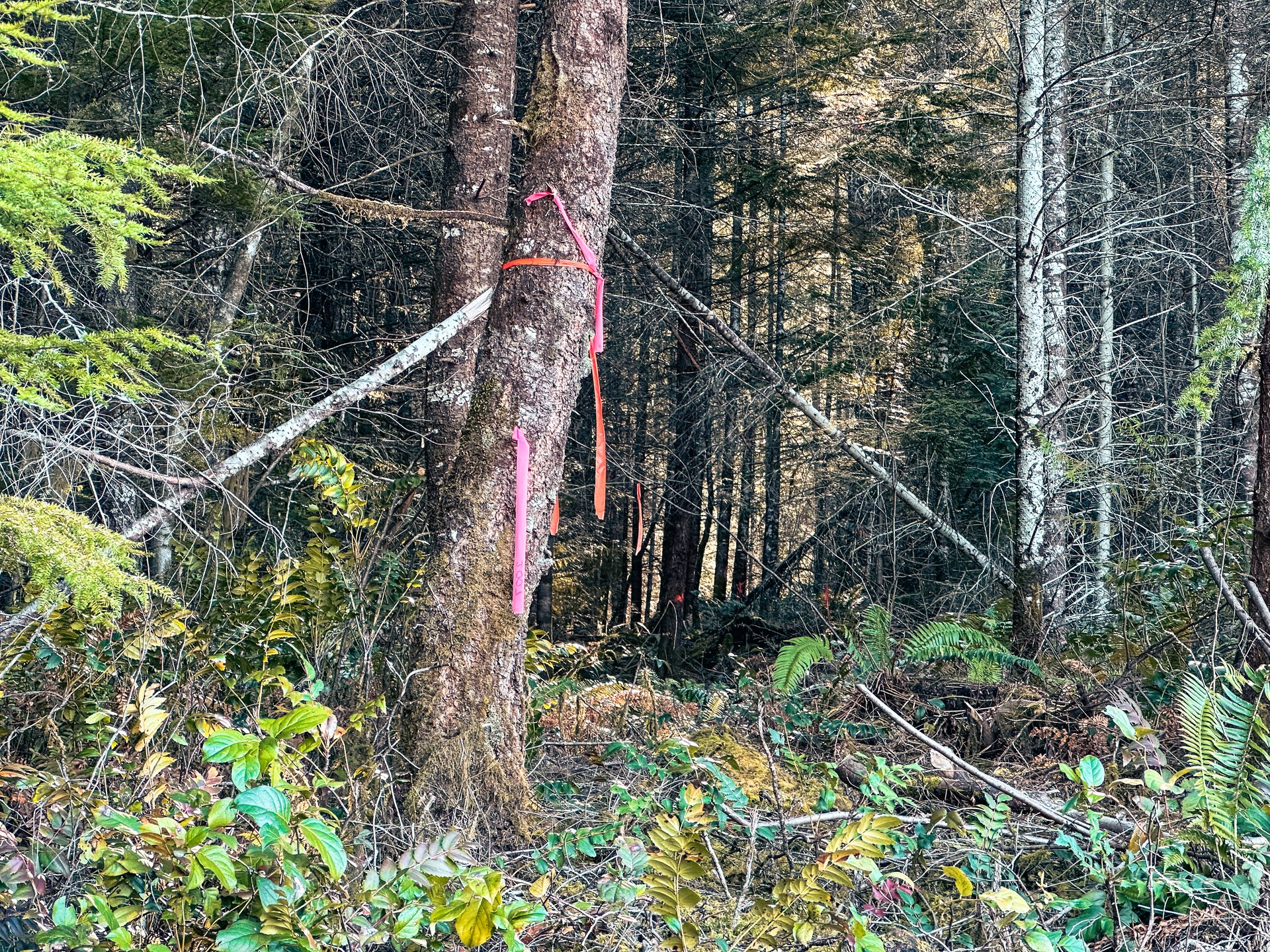 Camp Creek Forest