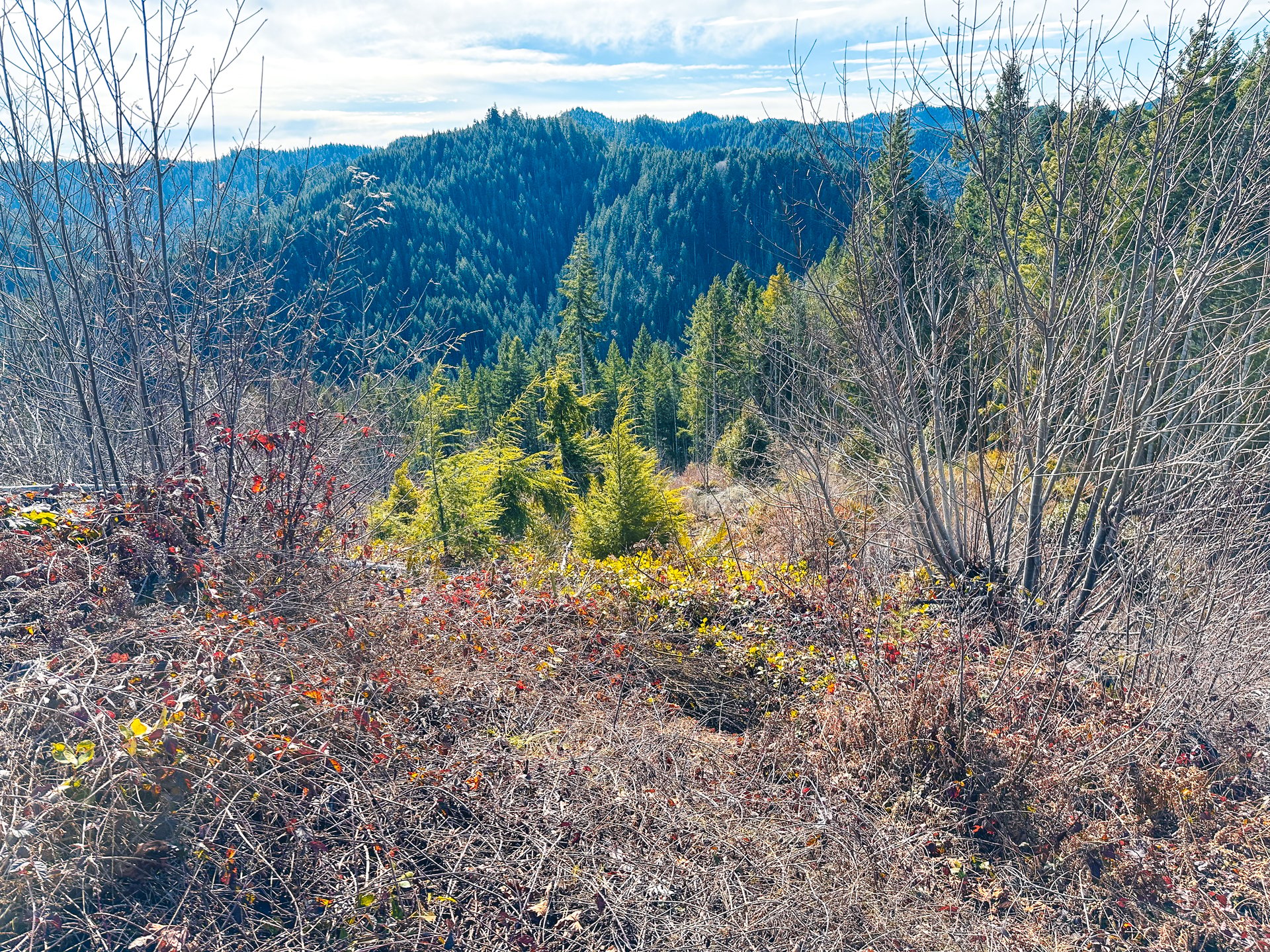 Smith River Back Woods