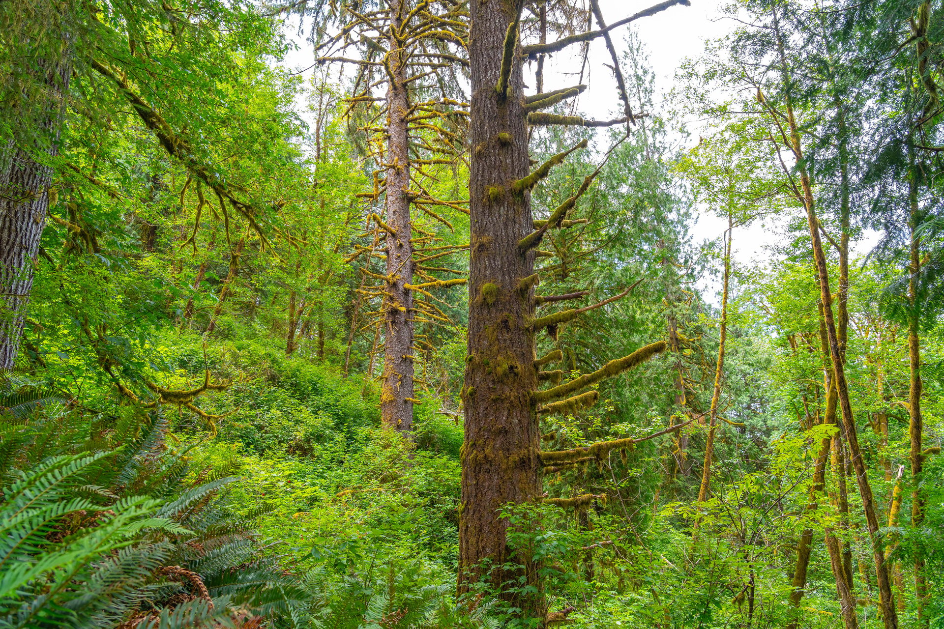 MILL CREEK FOREST