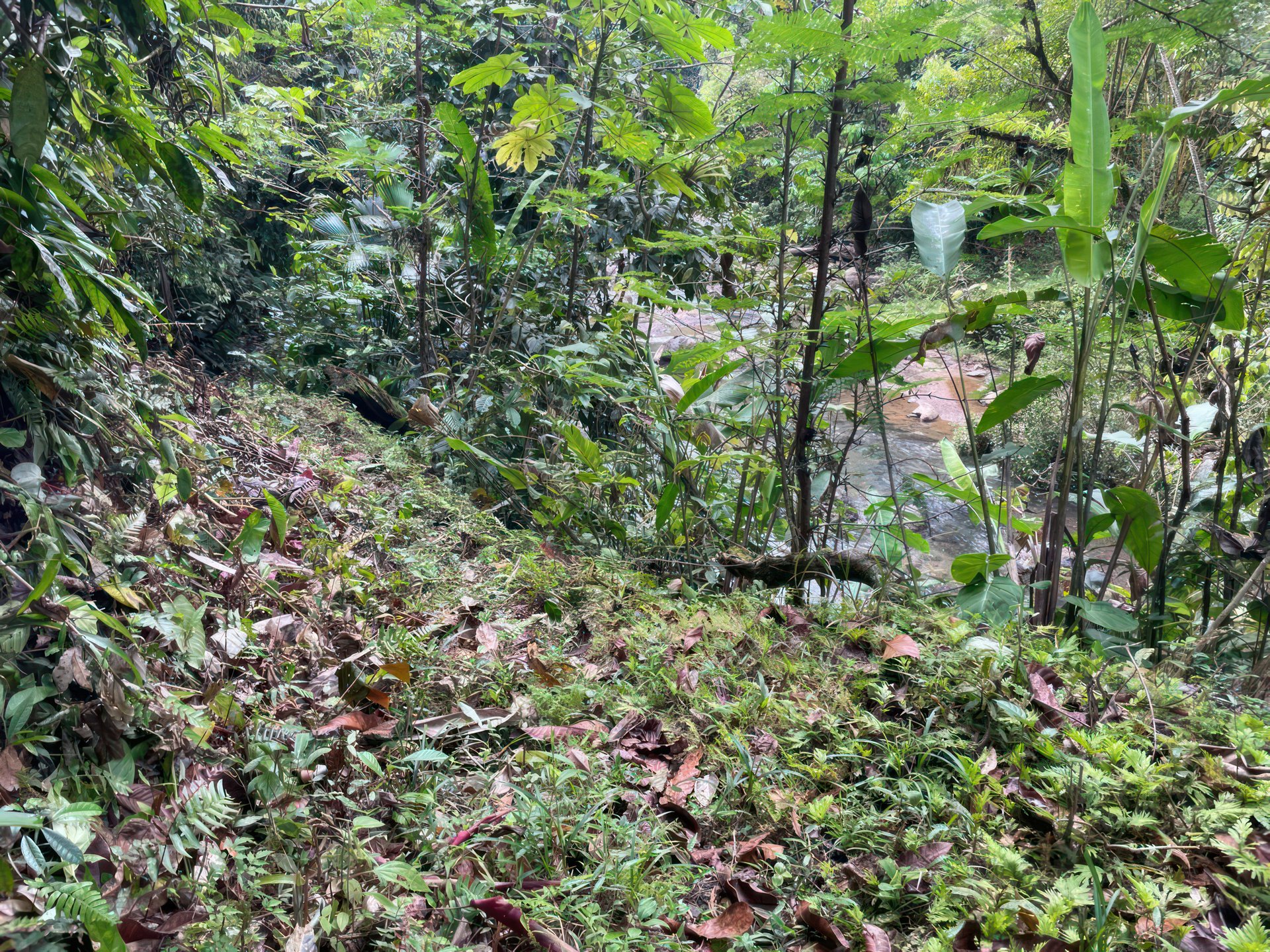 61 Acres of Pure Nature for Off-Grid Living & Conservation | Quepos