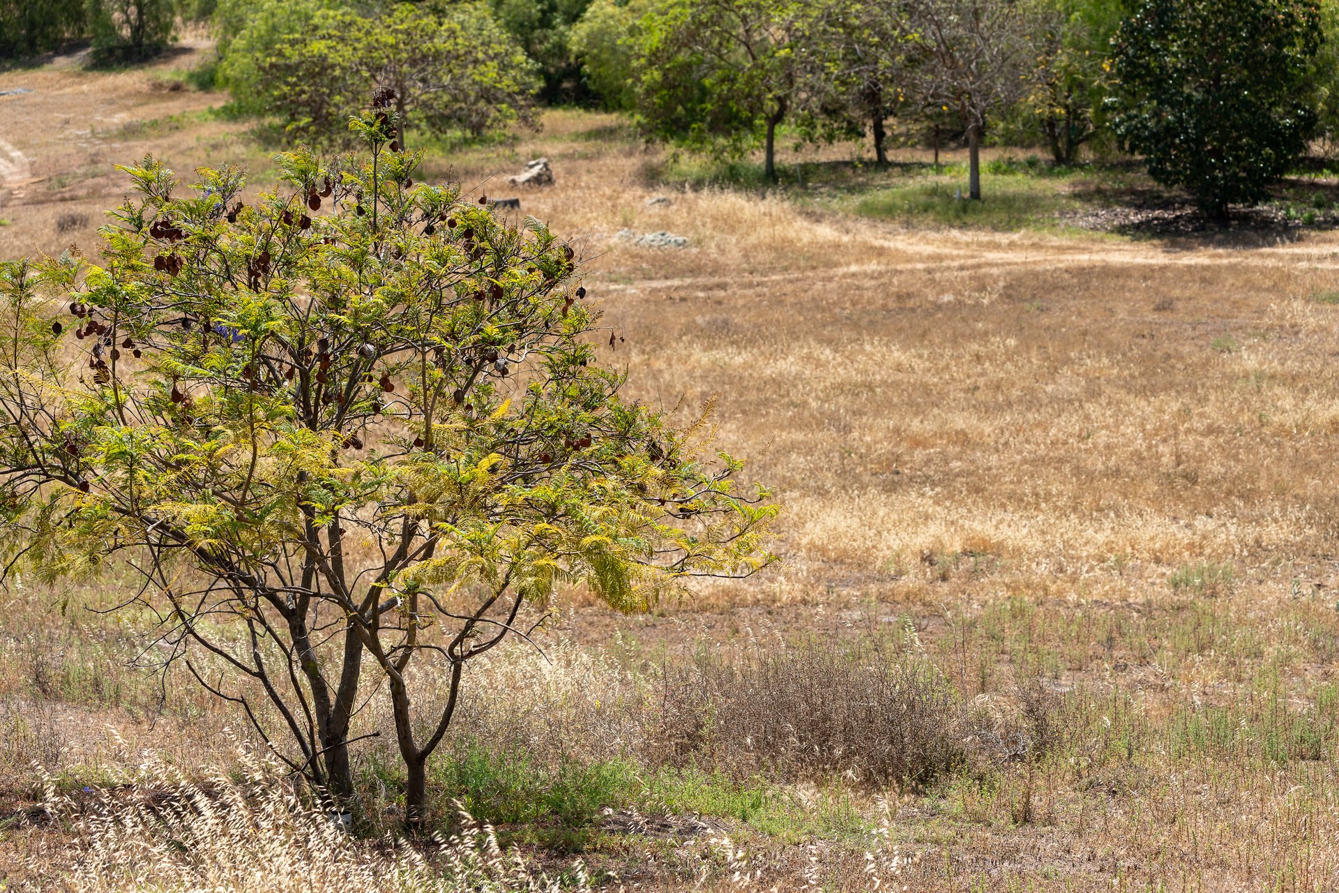 Expansive Lot in the Covenant