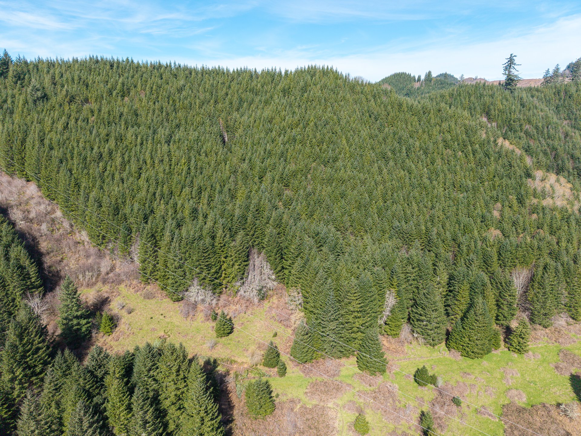 LITTLE ELK TREEFARM