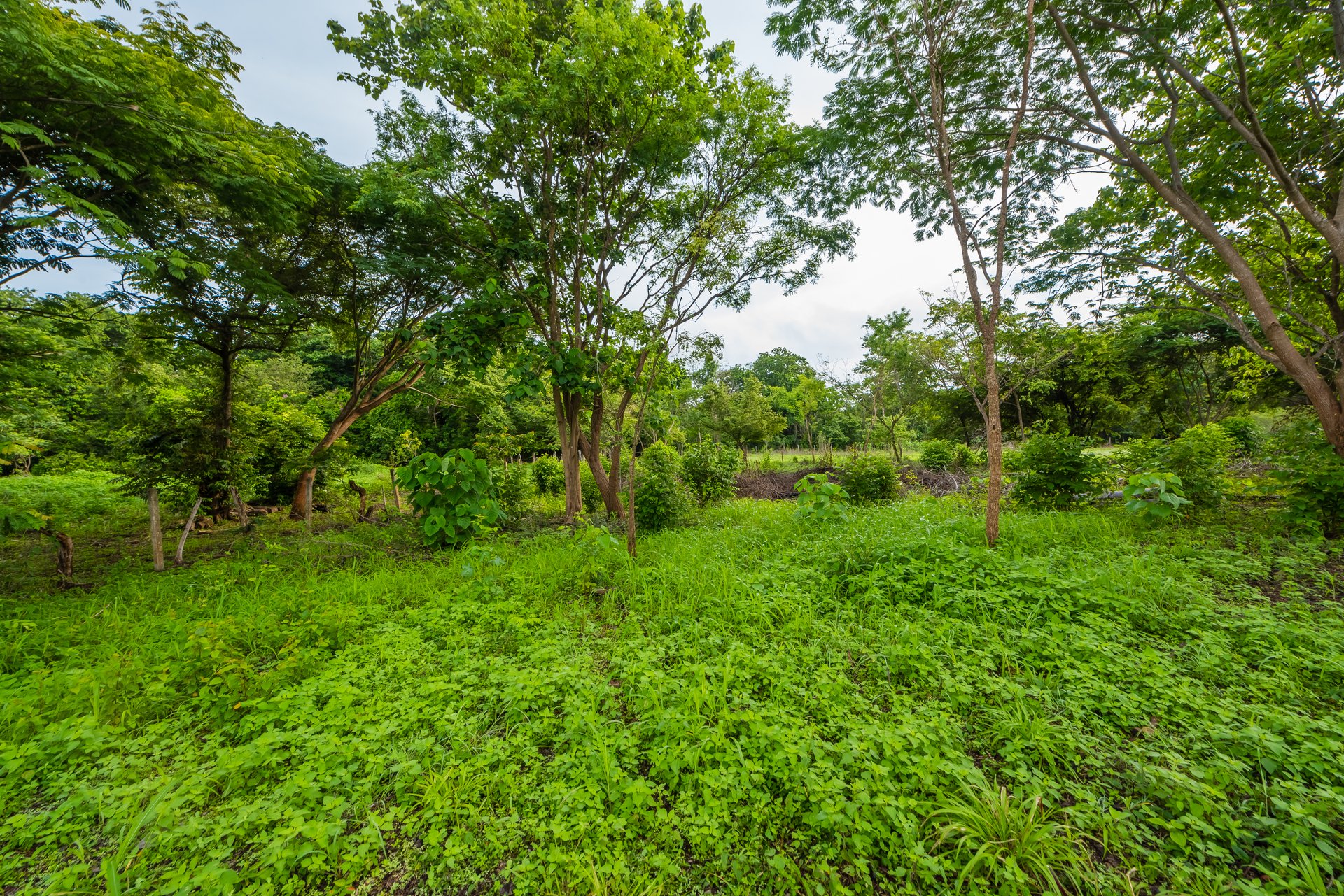 La Garita de Tamarindo Lot | 1.3-Acre Home Site Near Top Beaches, Private, Scenic, and Well-Located