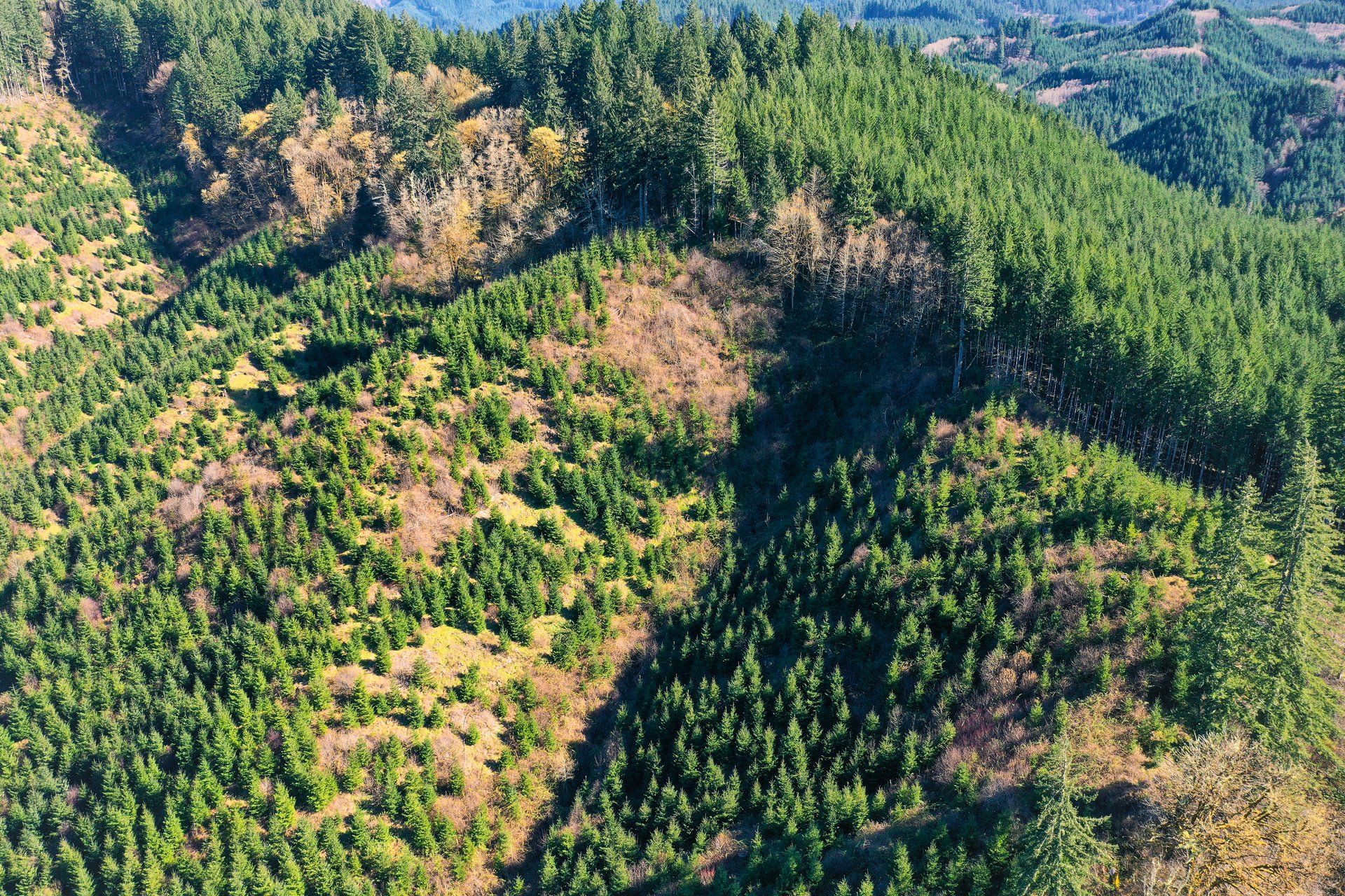 Coyote Creek Forest