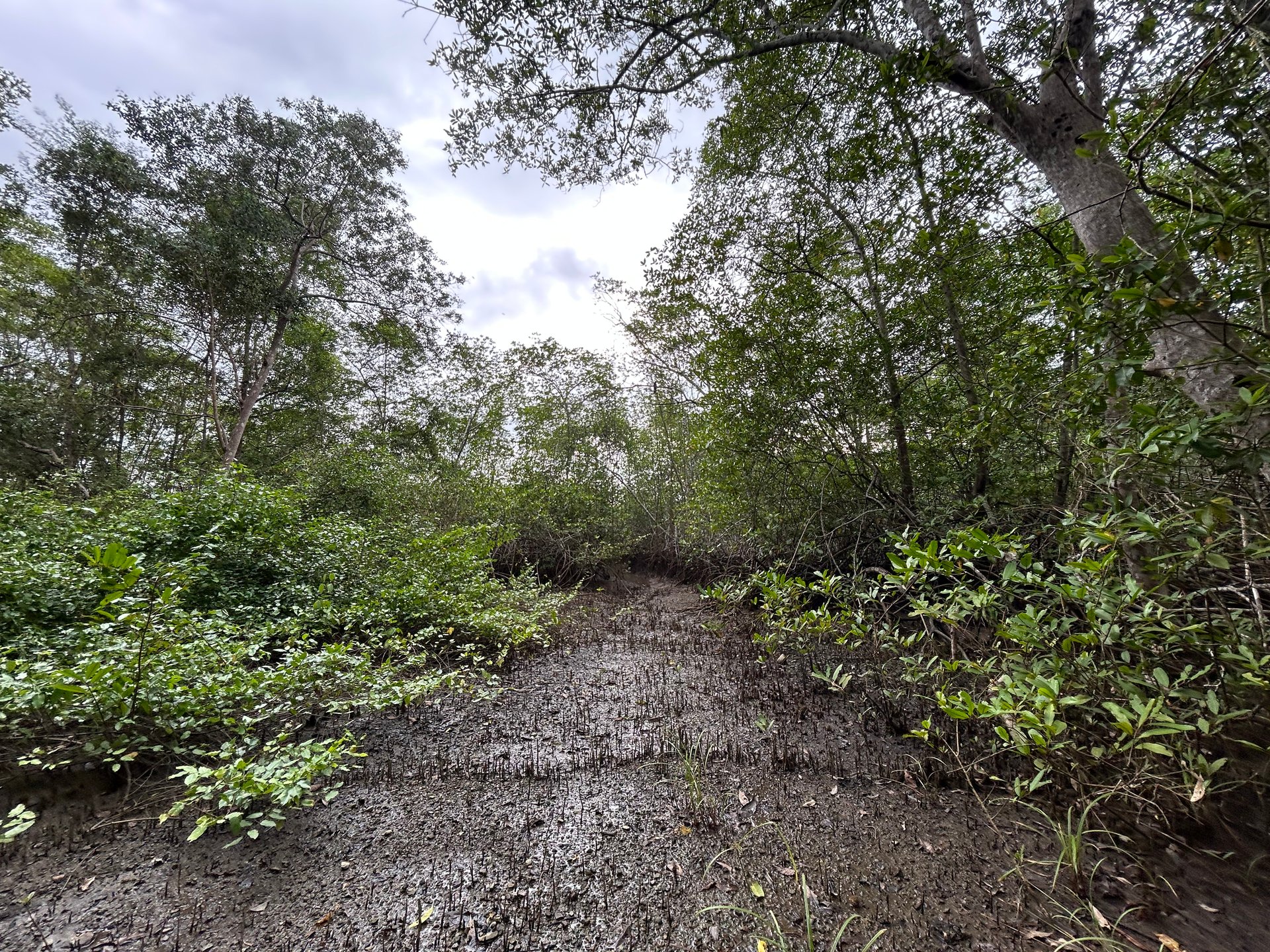 Commercial & Residential Property in Punta Mala with Producing Fruit Trees