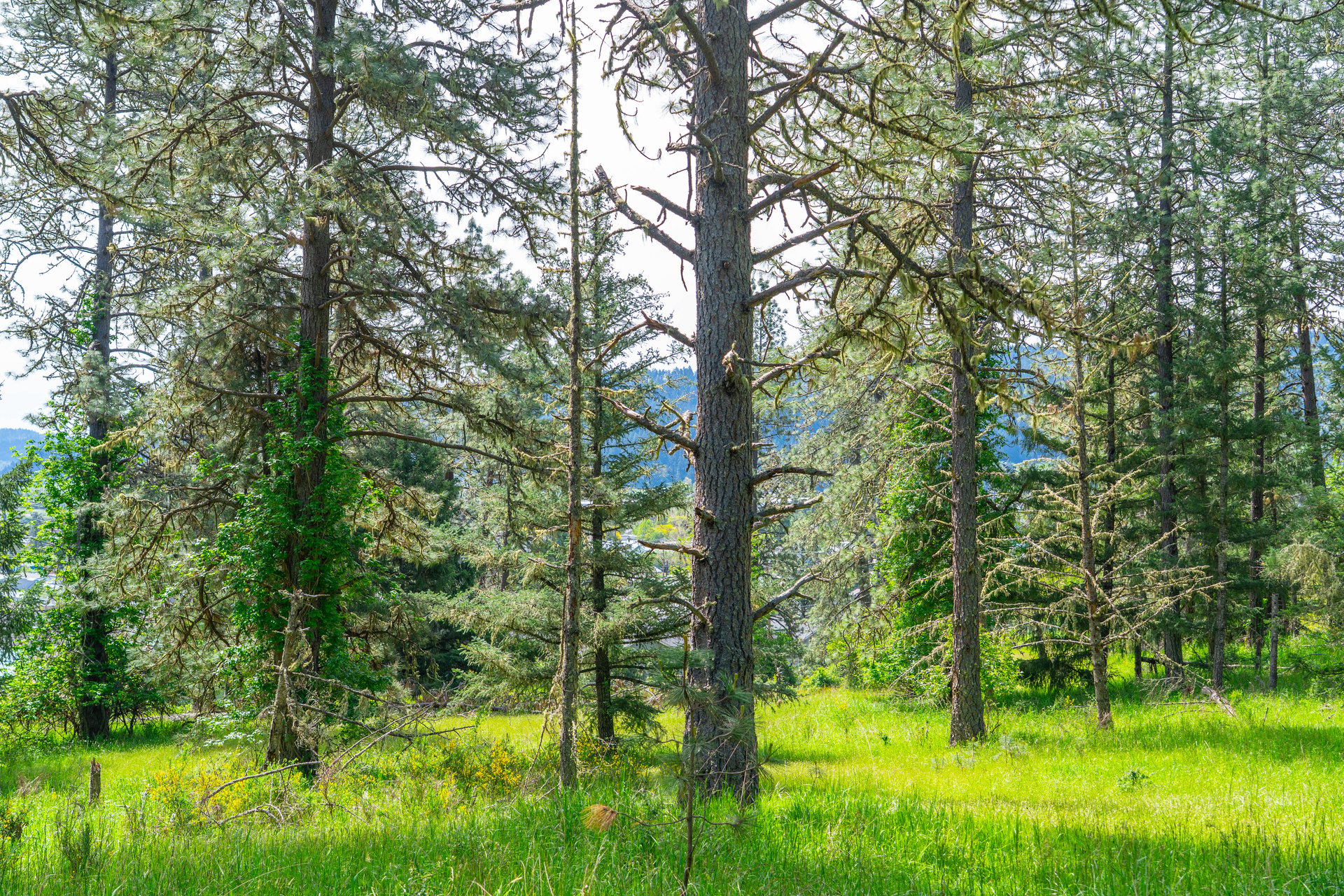 SUTHERLIN WOODLOTS