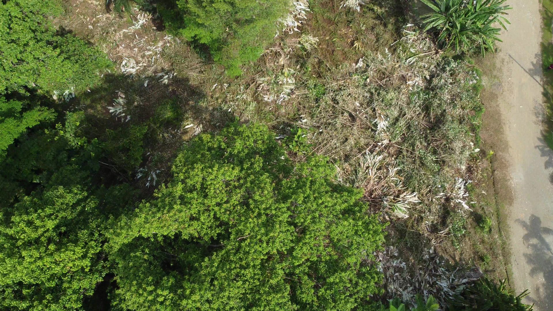 Ojochal - 1 Acre Ready To Build Jungle Lot, Ocean Breezes in Wildlife Corridore