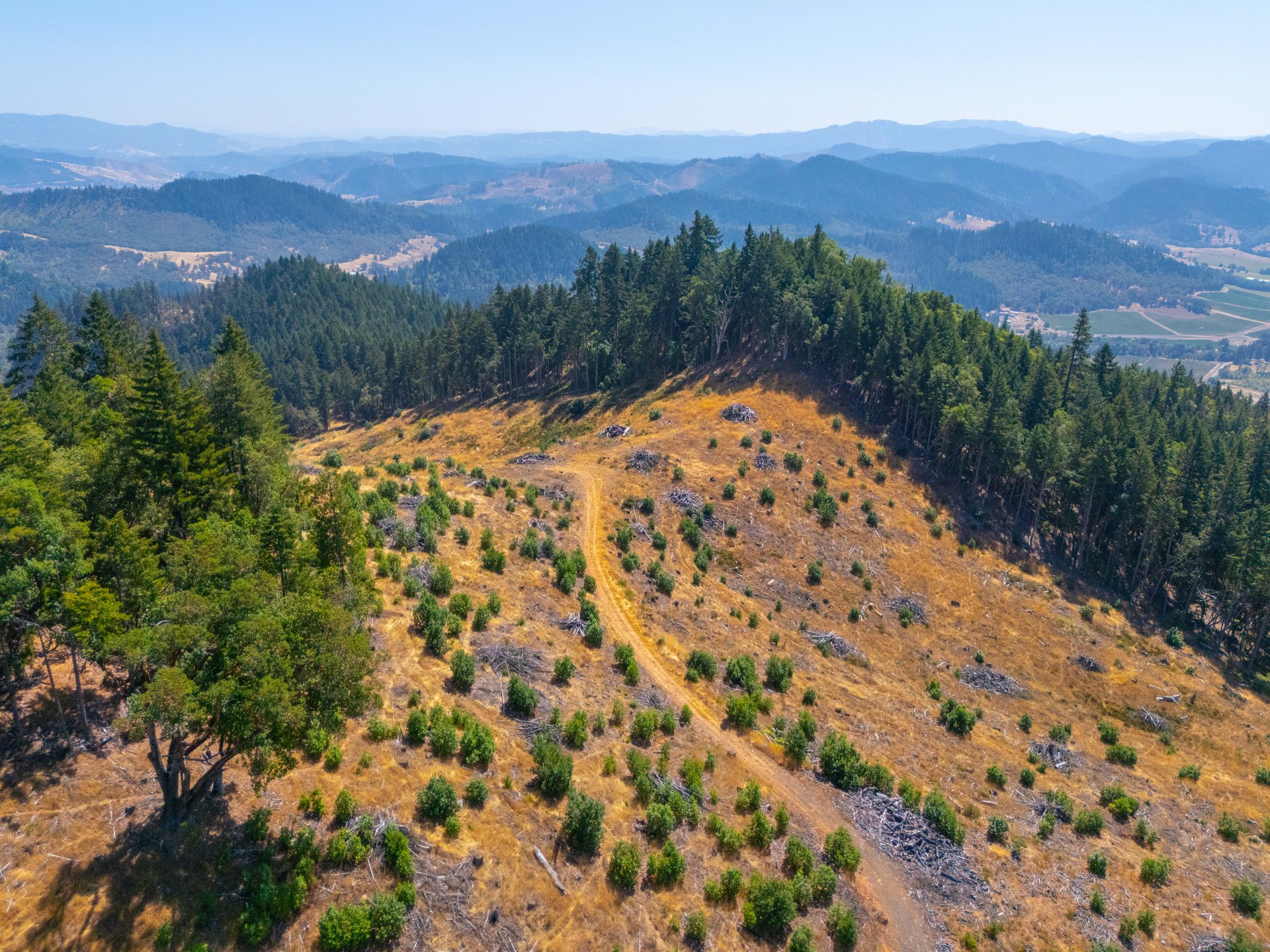 STRICKLAND BOULDER FOREST
