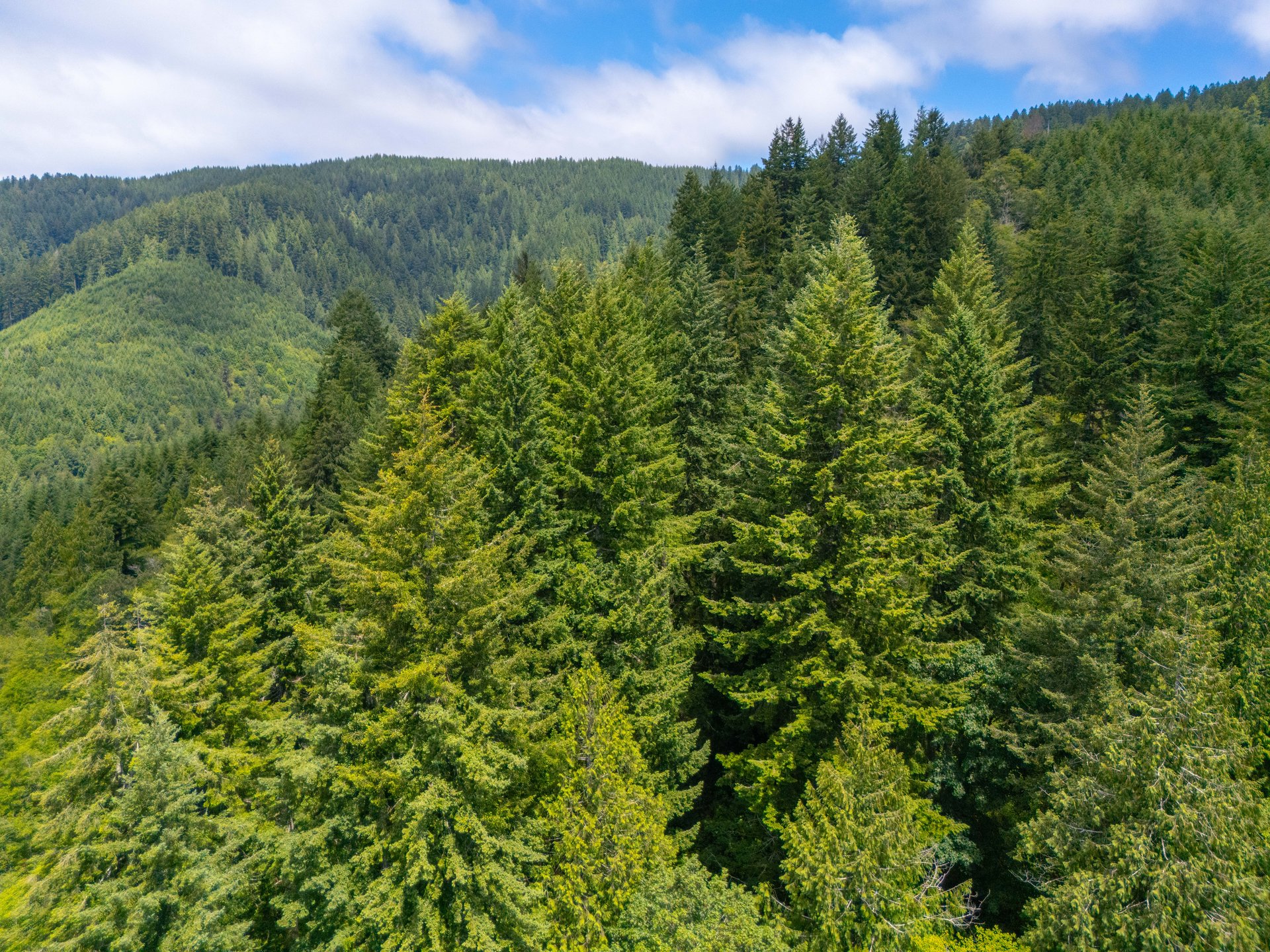 MILL CREEK FOREST