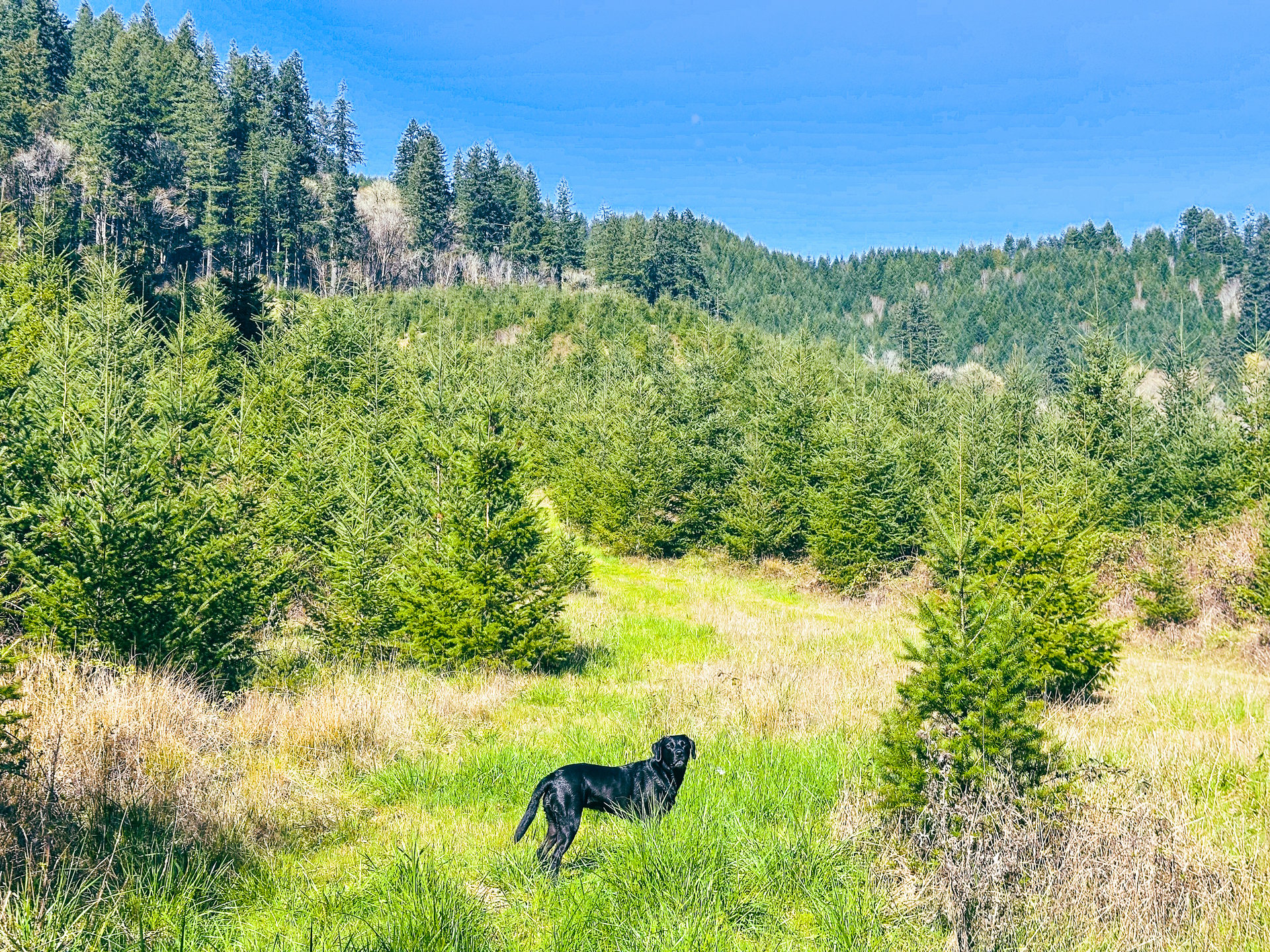 Coyote Creek Forest