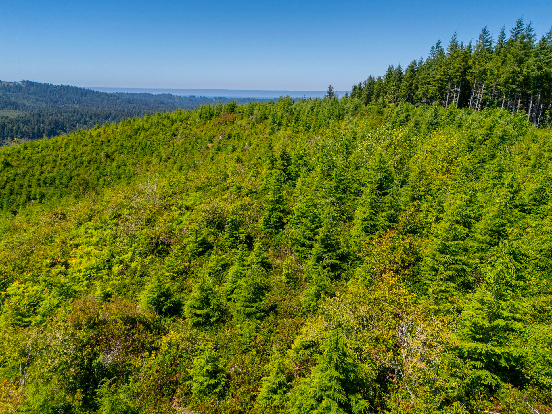Alsea Estuary Forestland