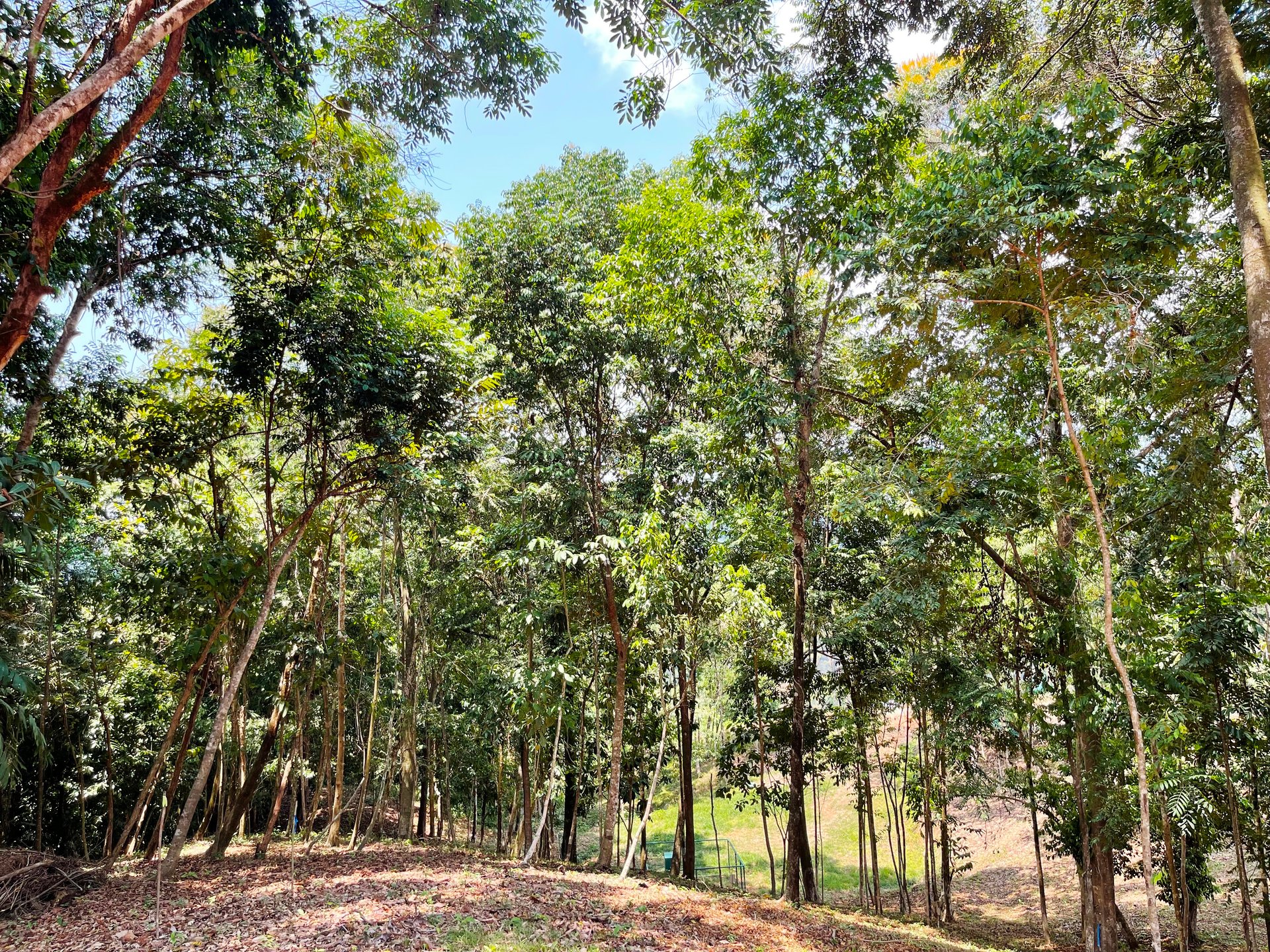 2.5 Acre Jungle and Valley View Home site in Dominical