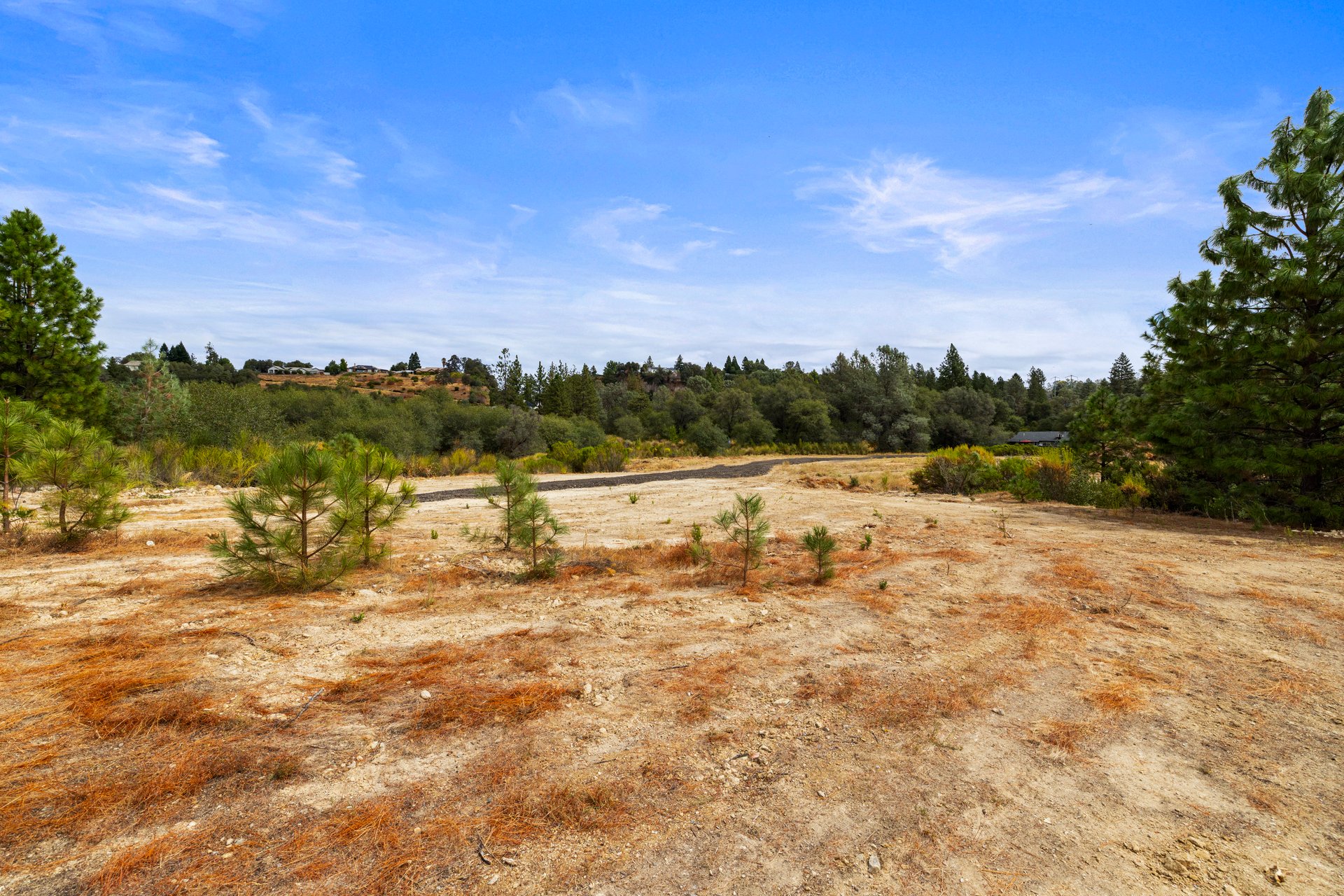 Cleared dirt lot with young pine trees and wooded hills in the distance.