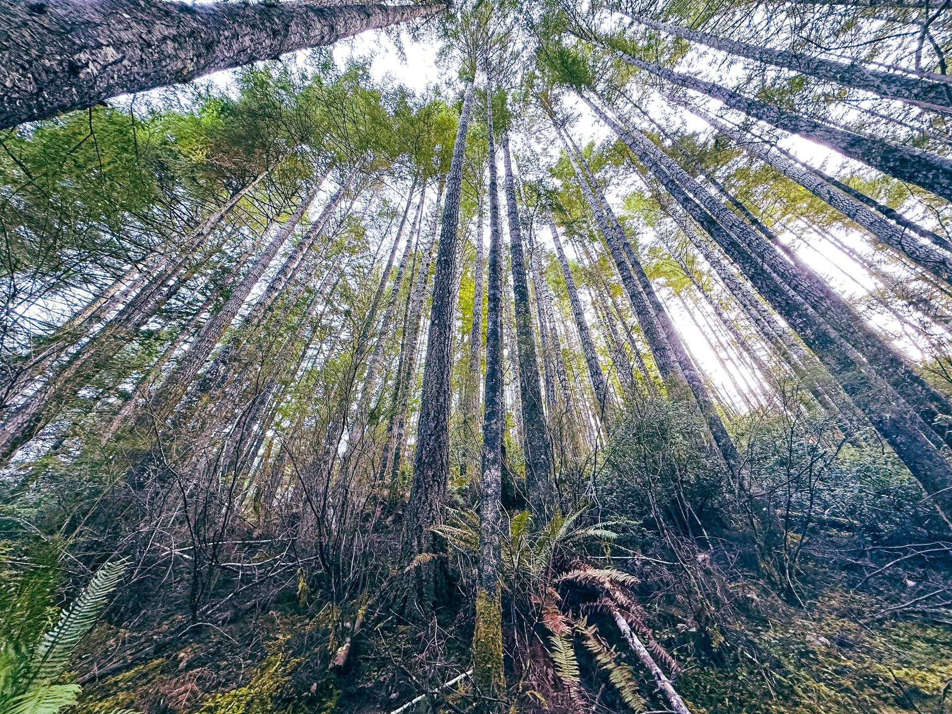 RICHARDSON TIMBER