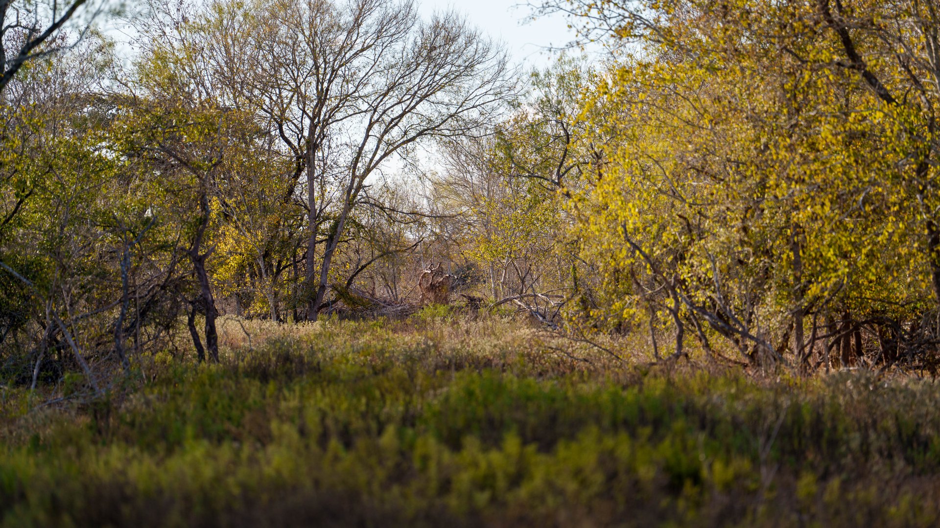 Gonzales County | 104+/- Acres