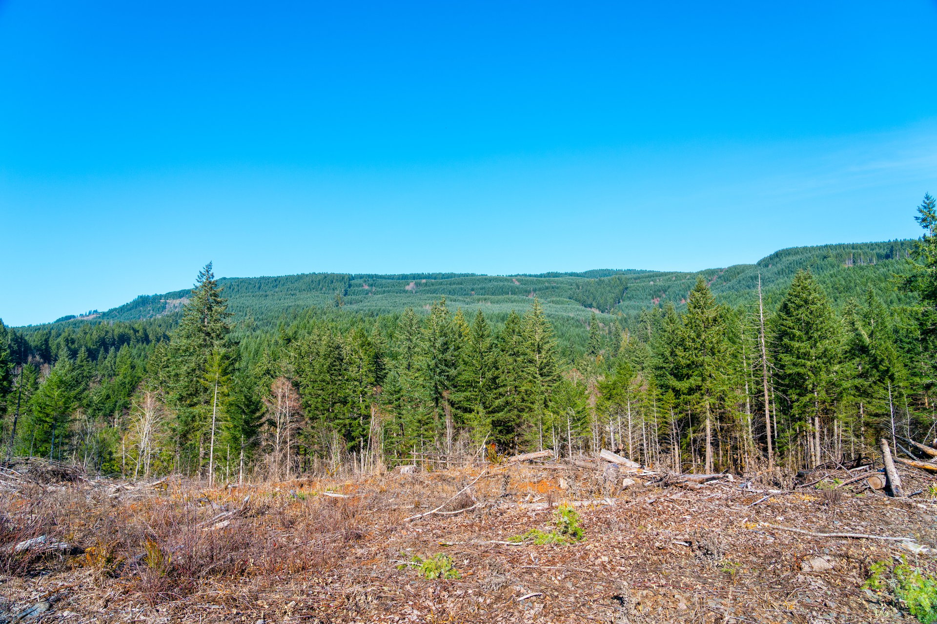 Camp Creek Forest