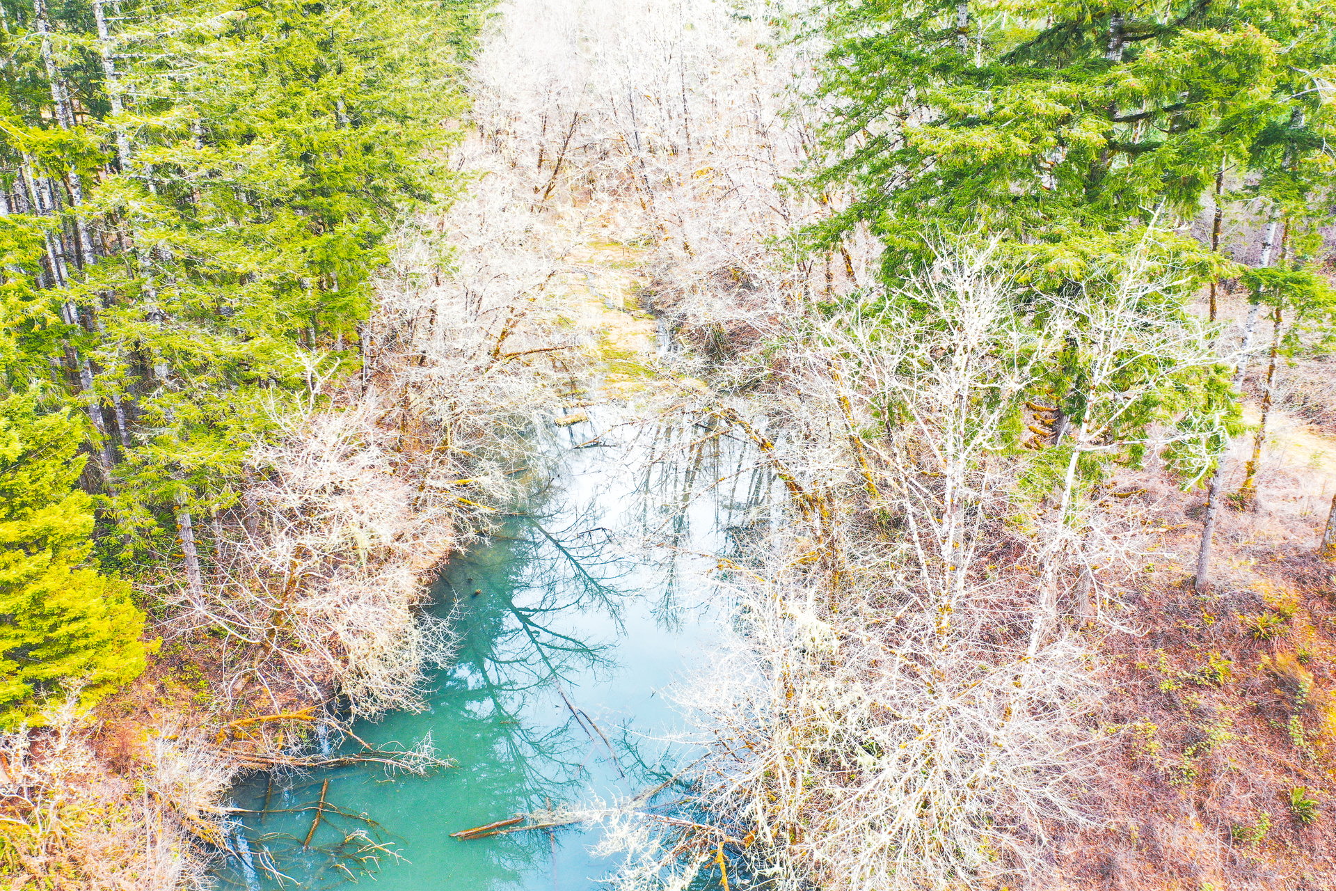 Coyote Creek Forest