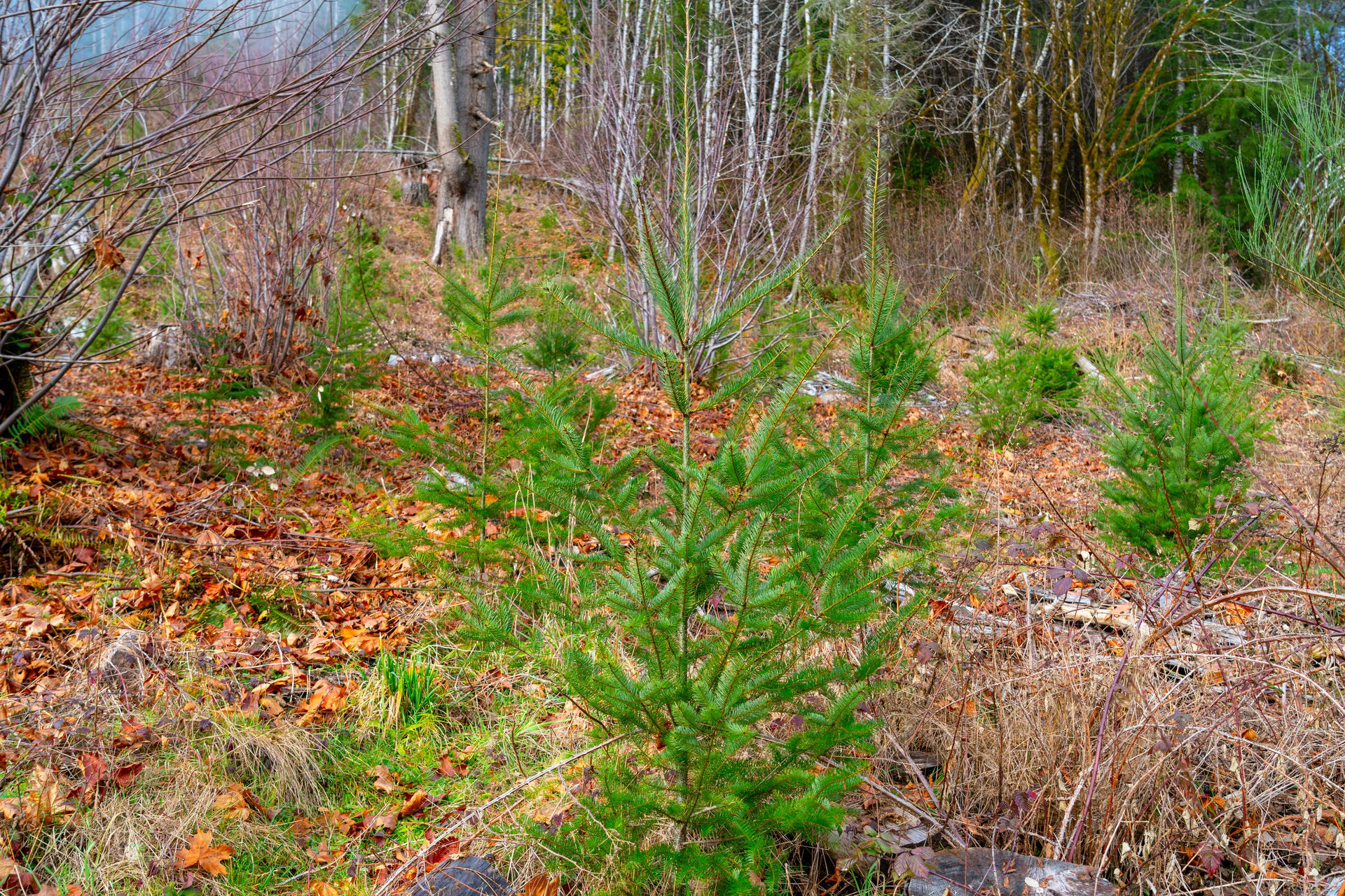 Waite Creek Woodlands