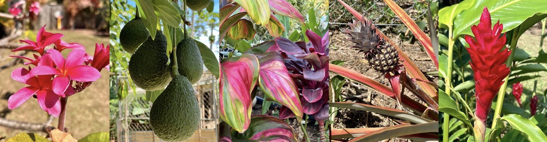 Tropical garden with pink flowers, hanging avocados, colorful foliage, pineapple, and red blooms.
