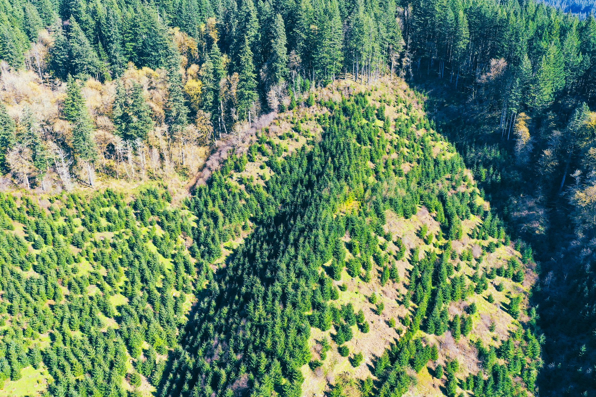 Coyote Creek Forest