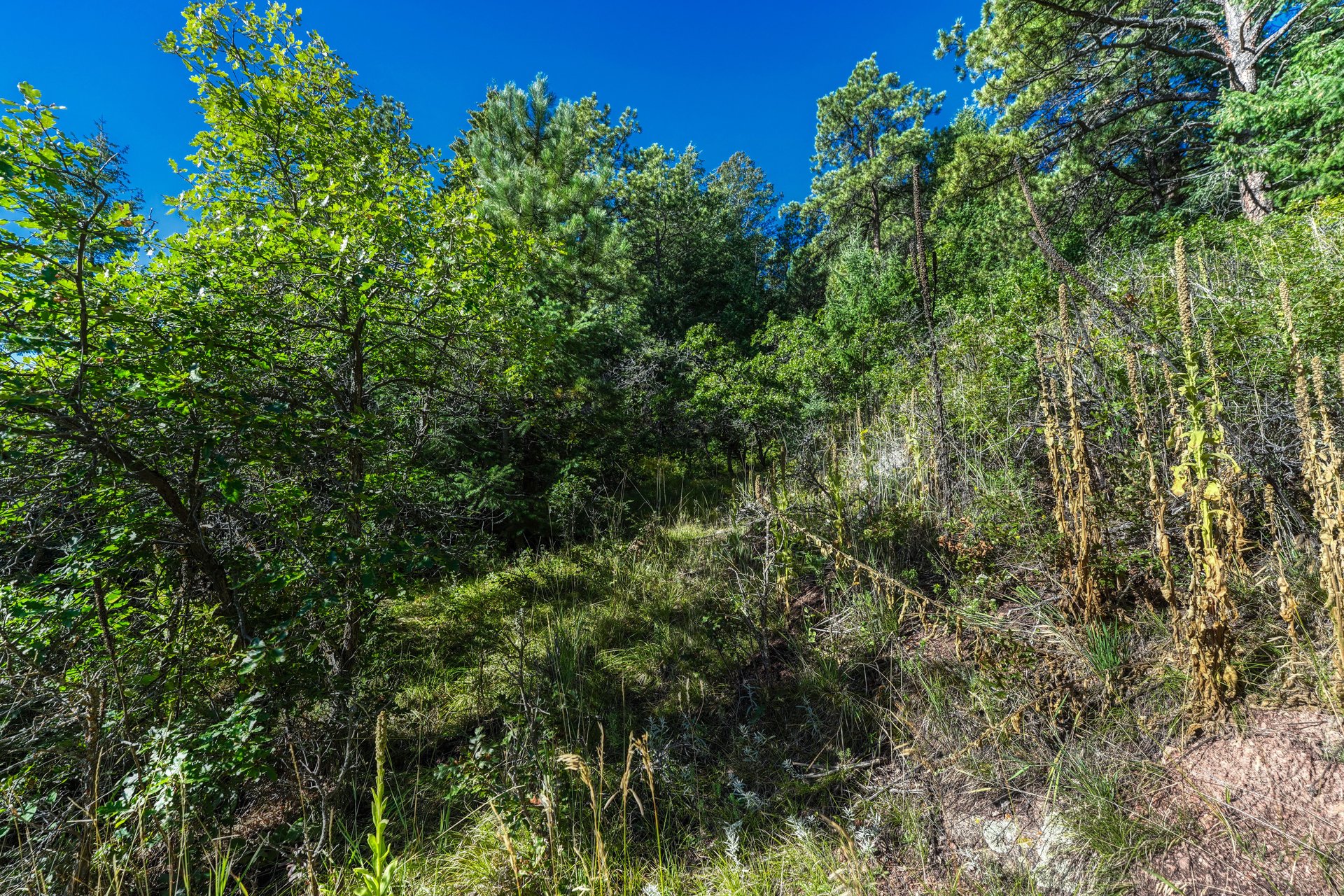 00 Columbine Road