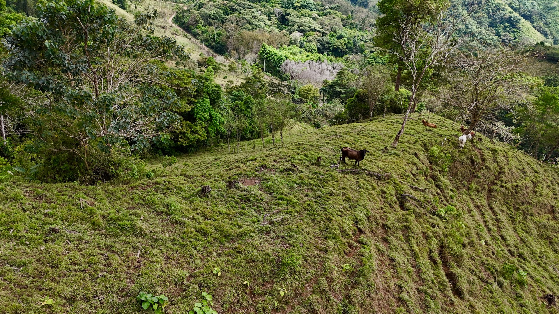 Gorgeous Land in San Luis Morete - Uvita - Over 17 Acres