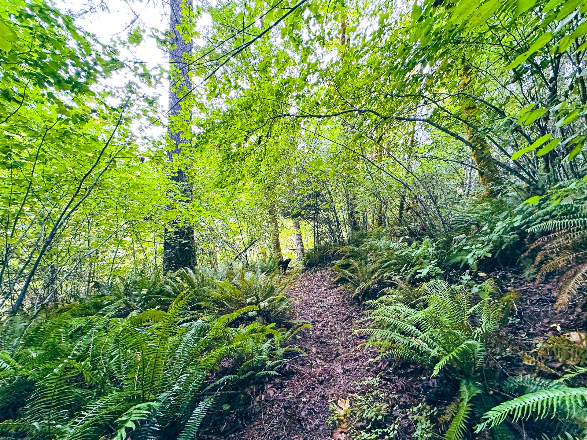Little Forest