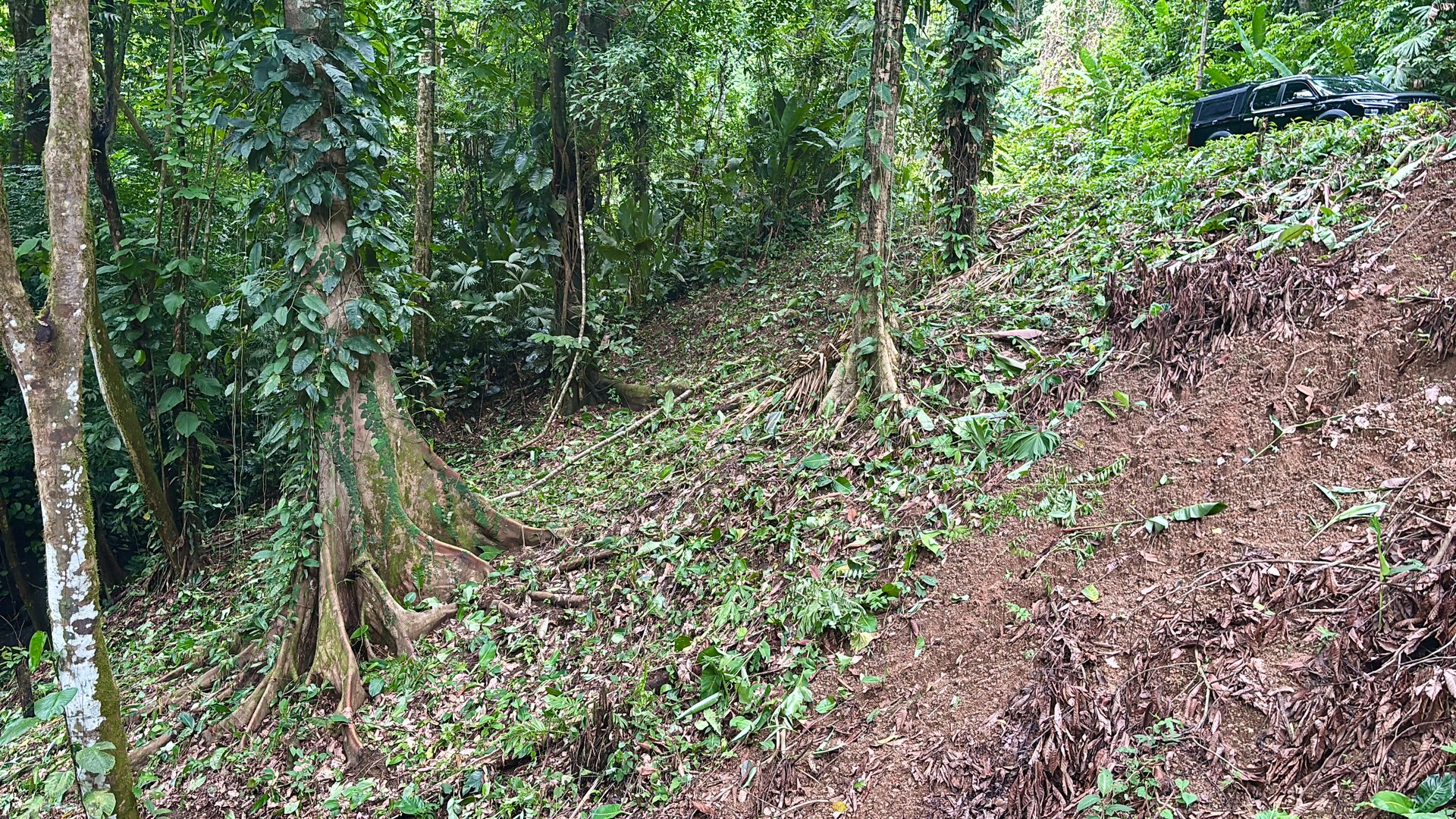 Unique property with creek and waterfall in lush jungle