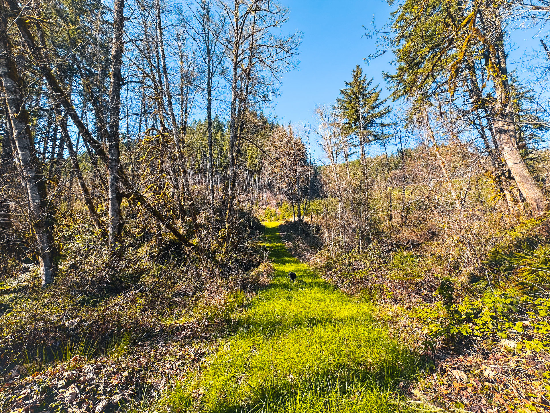 Coyote Creek Forest