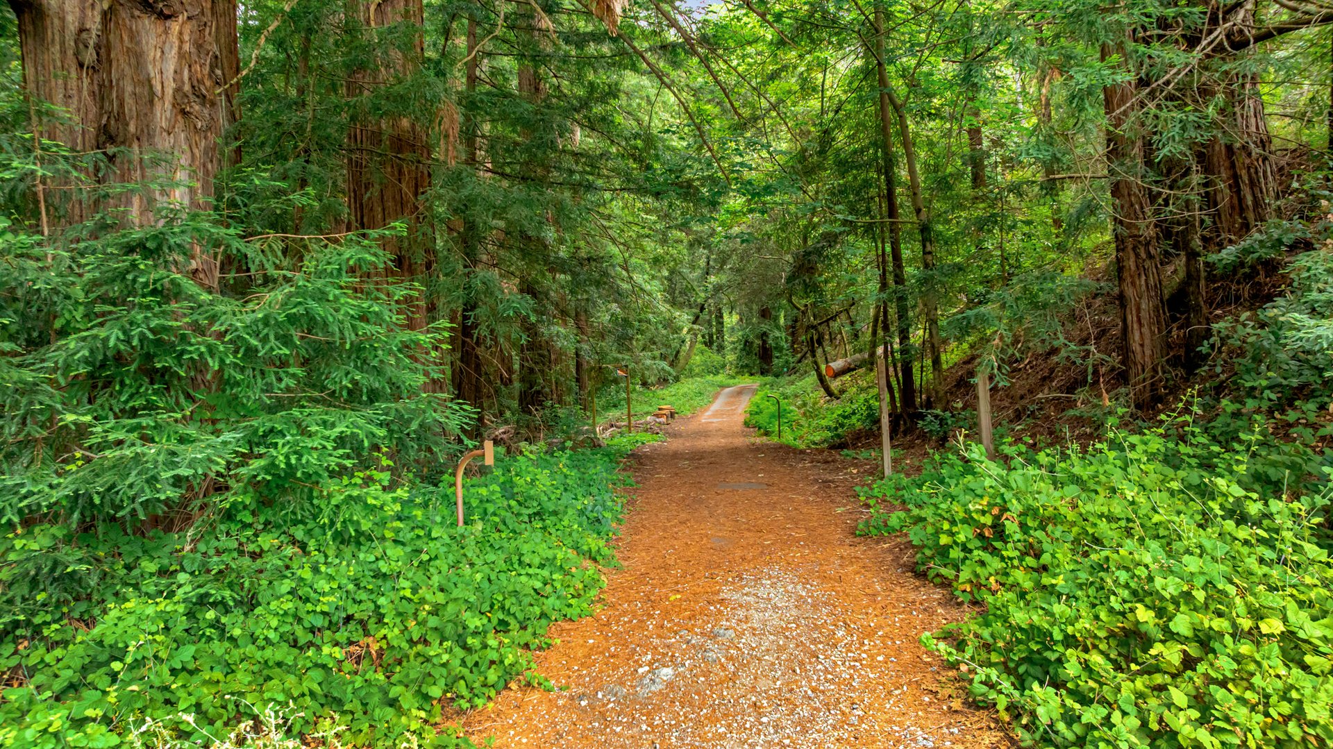 Rare Redwood Acreage in Scotts Valley