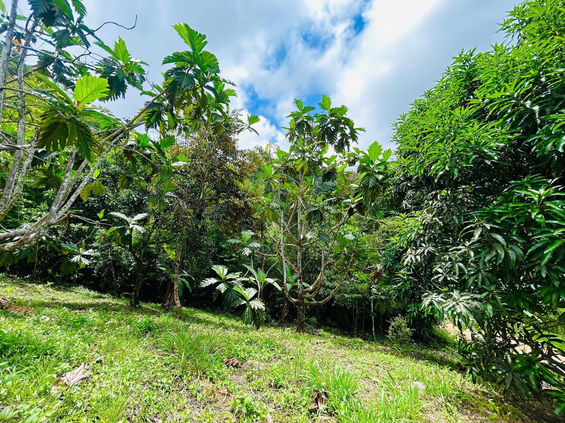 Ocean & Mountain View Lot with Multiple Building Sites-20 Minutes from Uvita