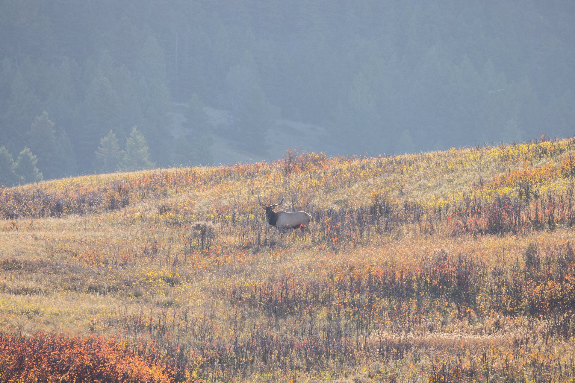 Box Elder Ranch