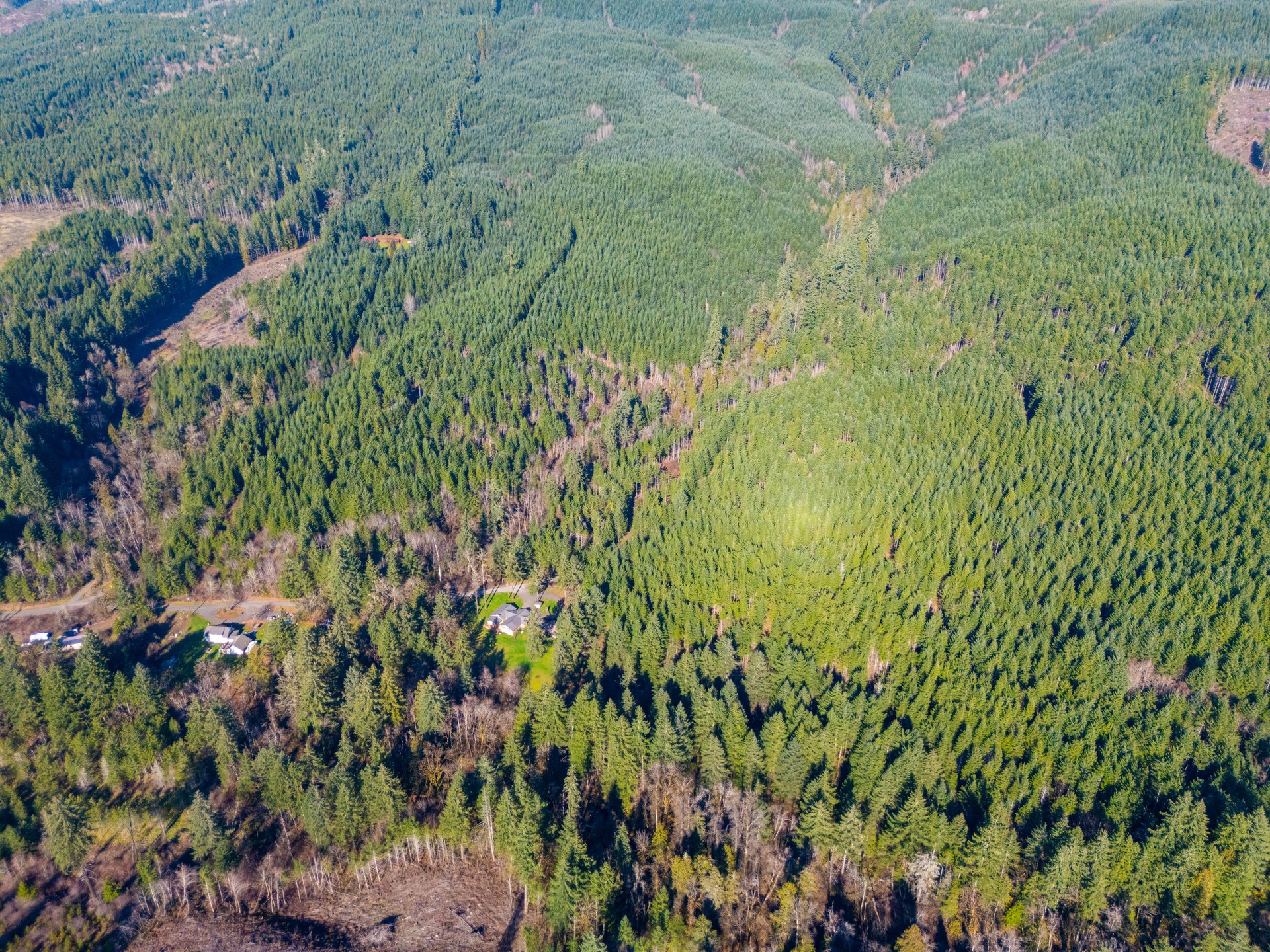 Camp Creek Forest