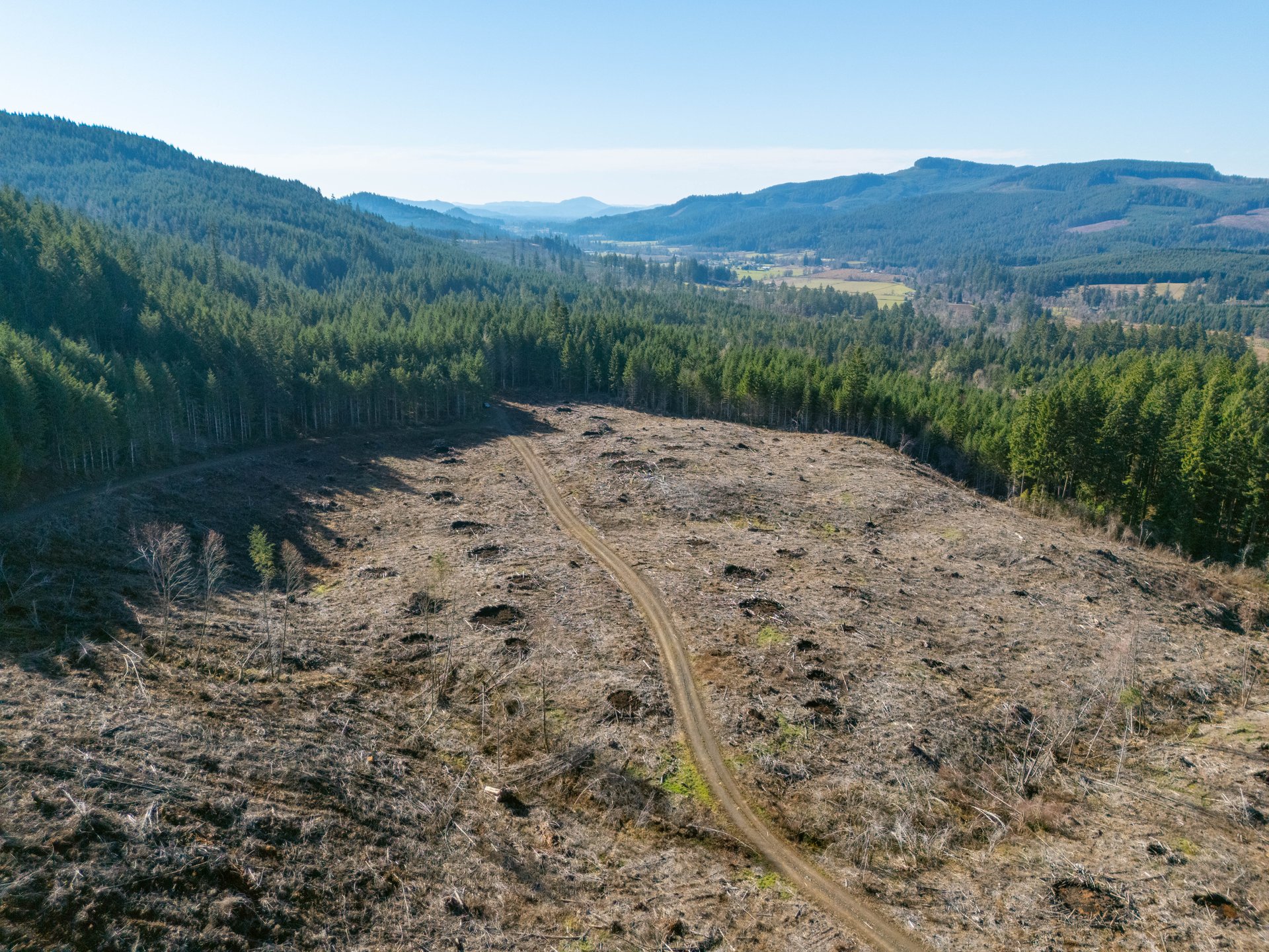 Camp Creek Forest