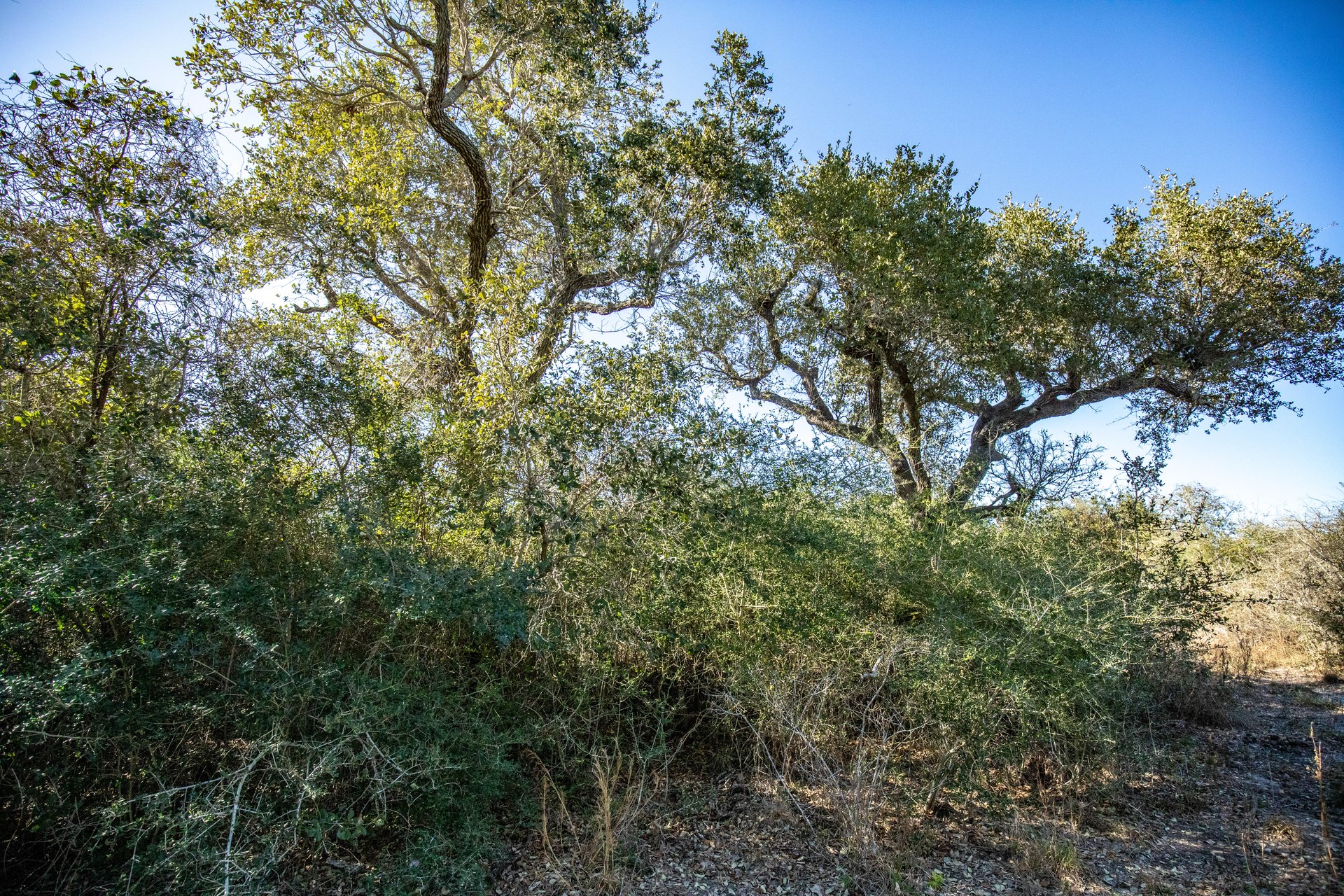 Lamar Peninsula Development Tract |  51.81± Acres | Aransas County