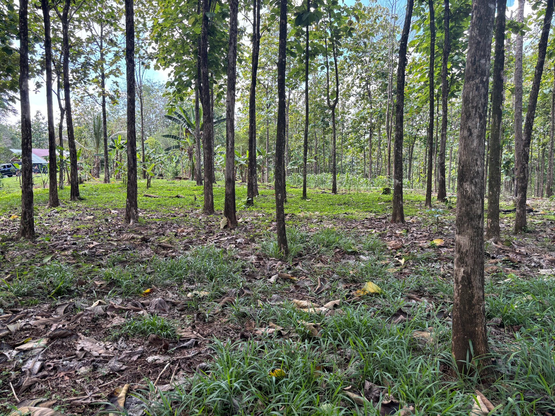 7-Hectare Farm with Teak Plantation, Existing Home & Eco-Development Potential Near Parrita, Costa Rica