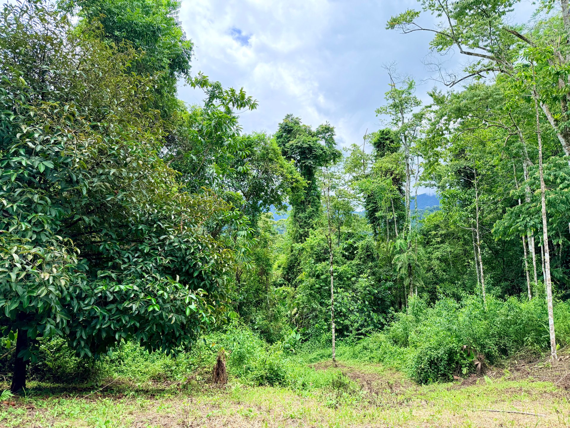 Uvita Development Farm - 45.4 Acres Estate