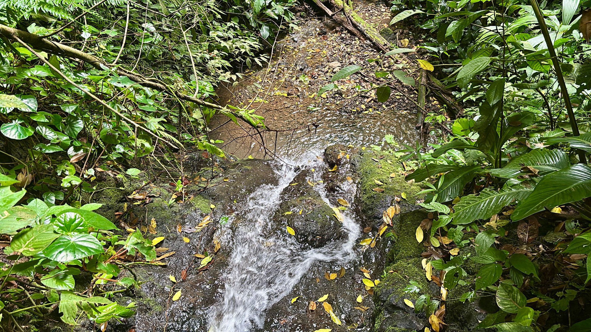 Unique property with creek and waterfall in lush jungle