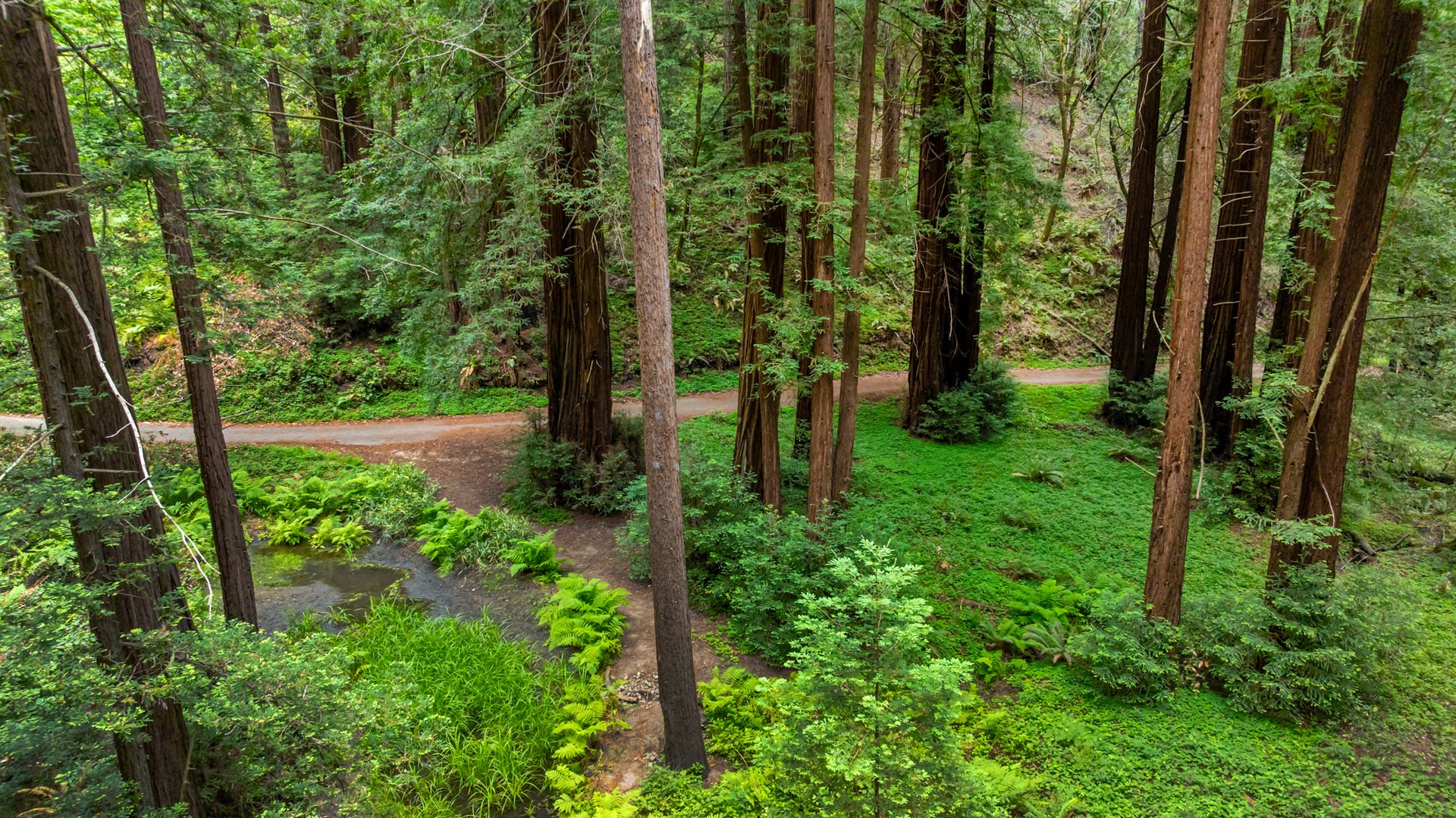 Rare Redwood Acreage in Scotts Valley