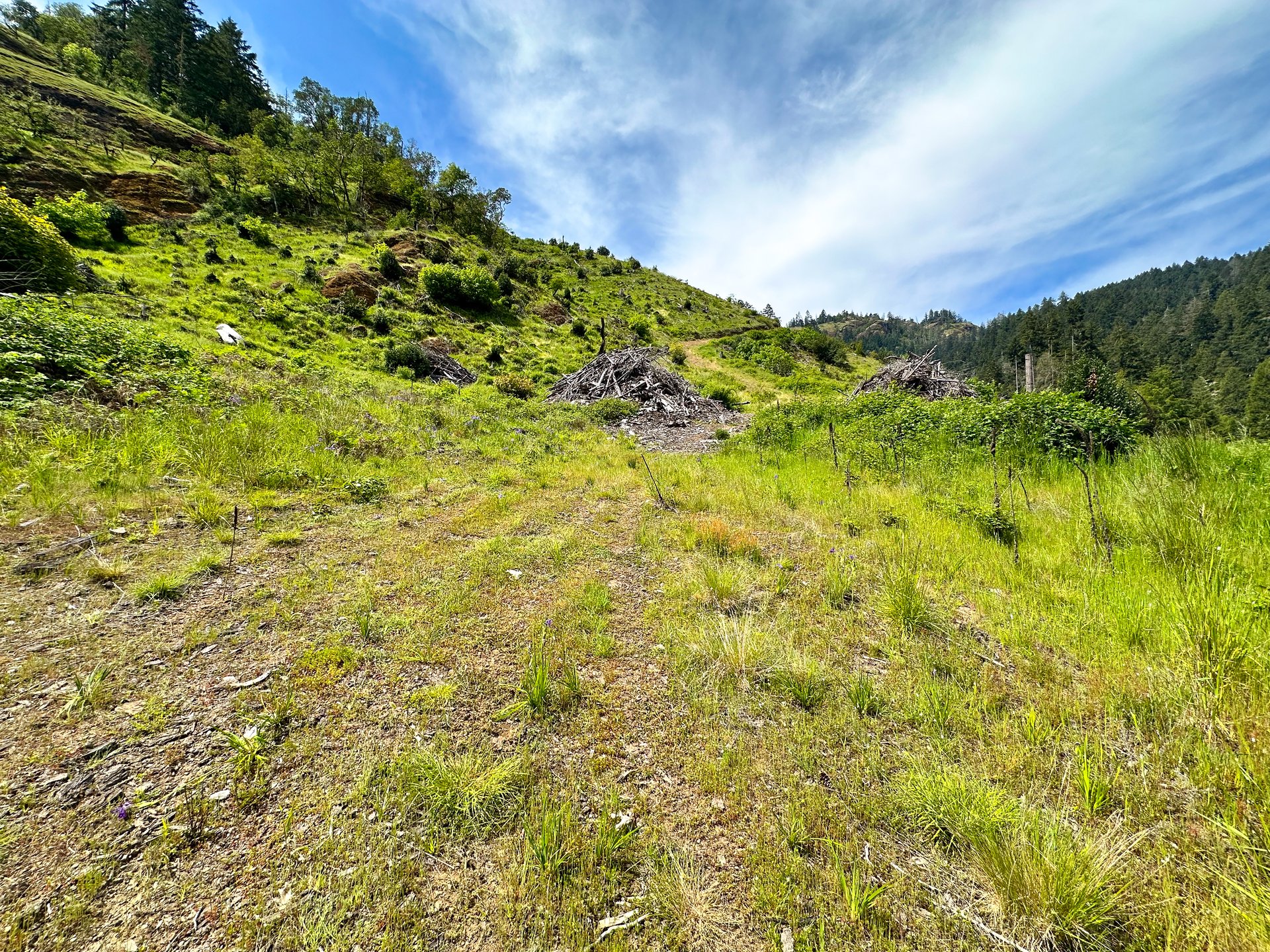 STRICKLAND BOULDER FOREST